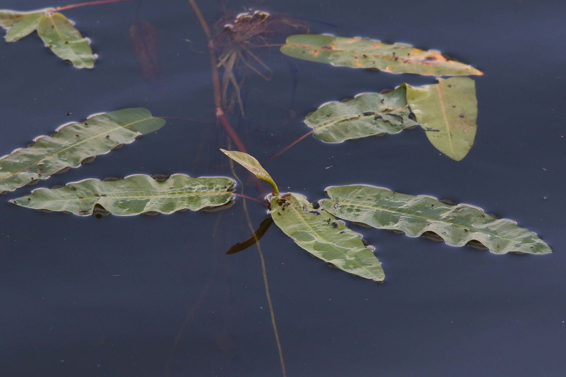 Afficher le média persicaria_amphibia6md persicaria_amphibia6md