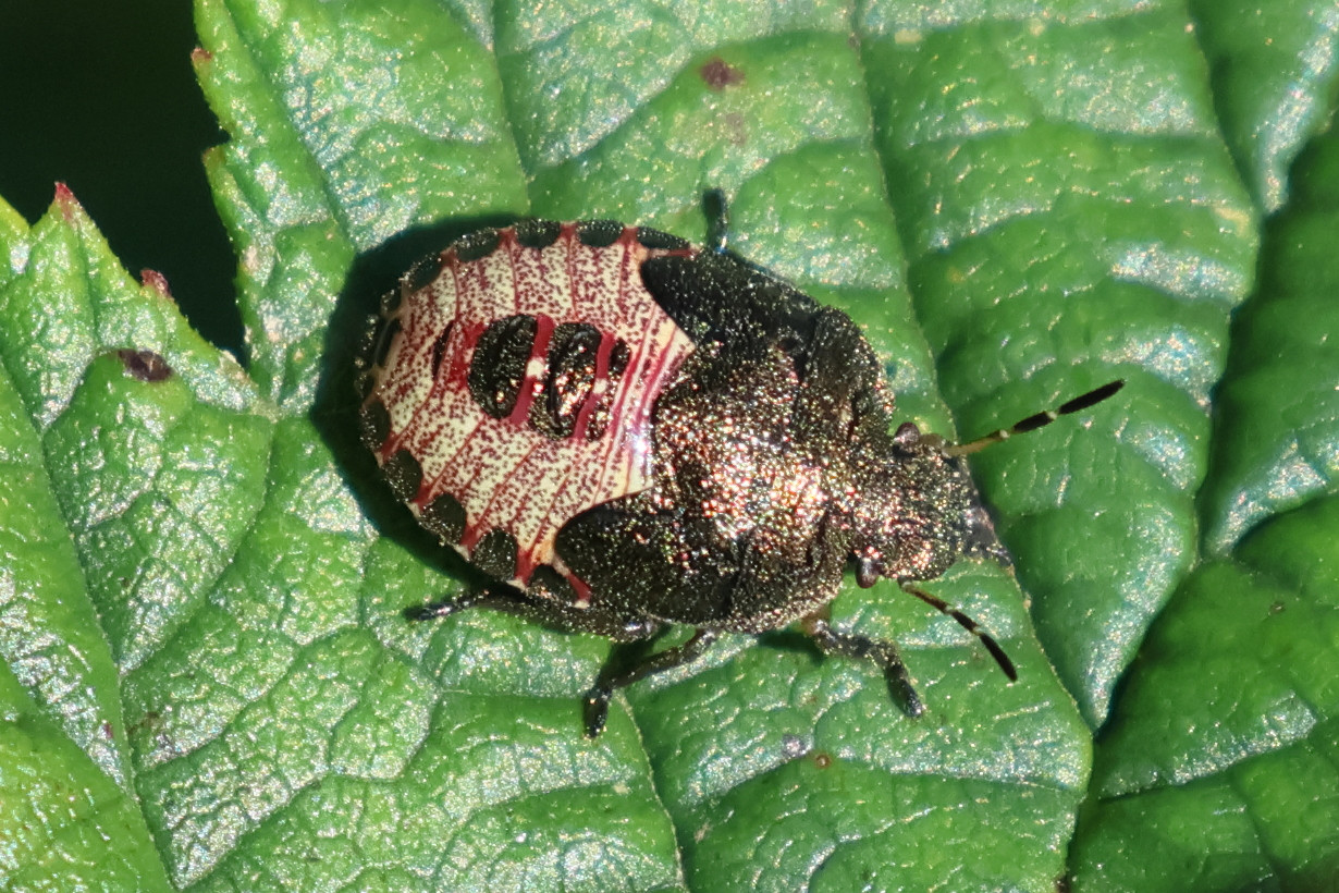 piezodorus_lituratus_juv1bd