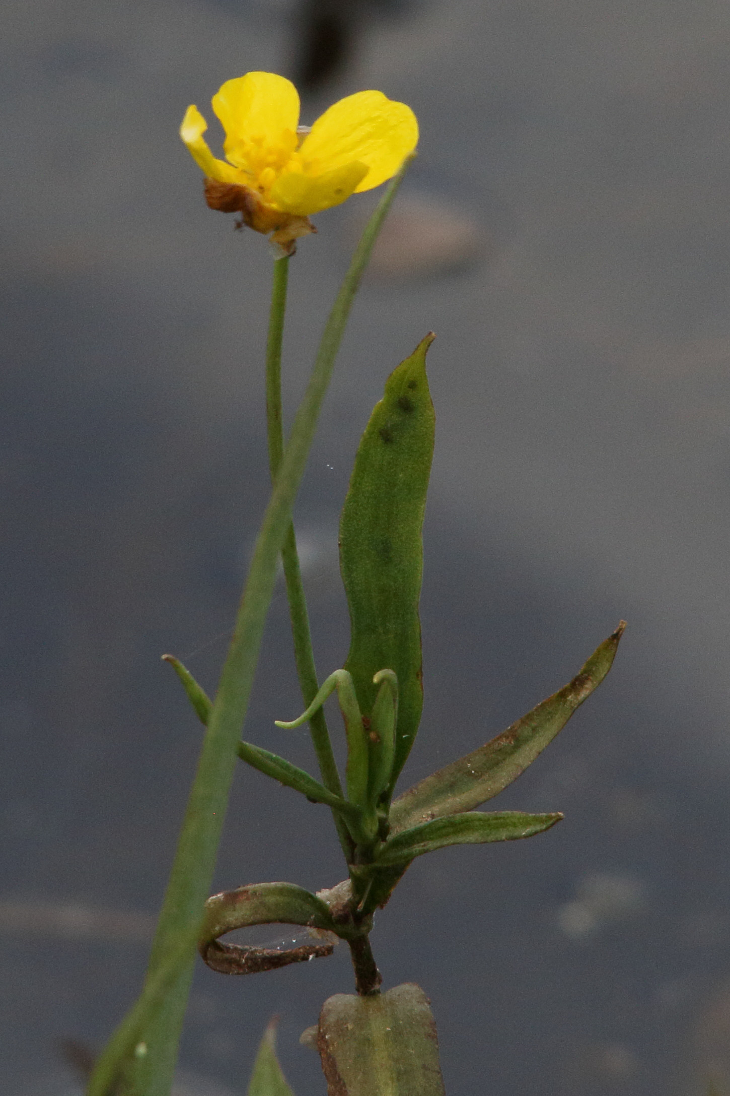 ranunculus_lingua6md