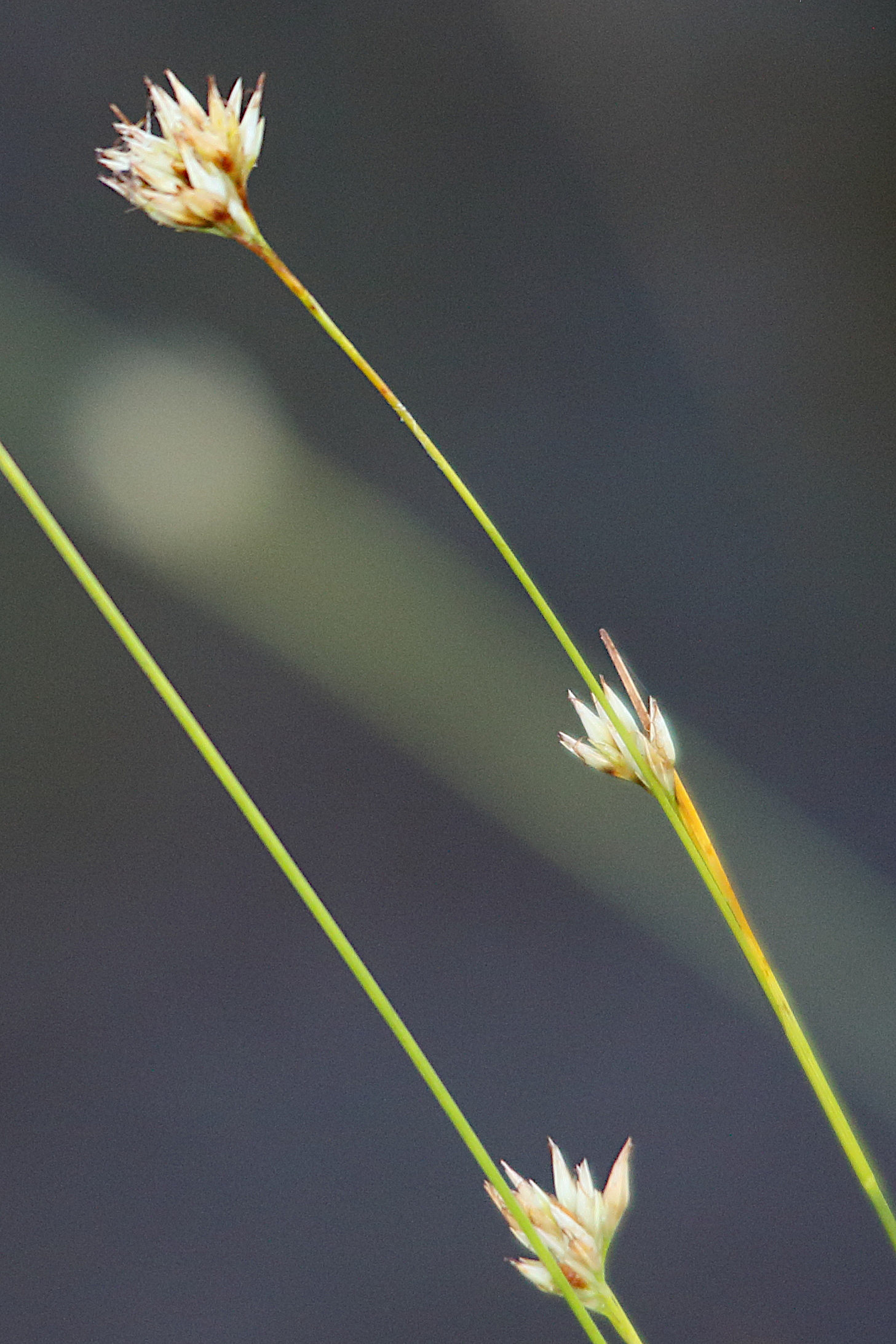 rhynchospora_alba7md