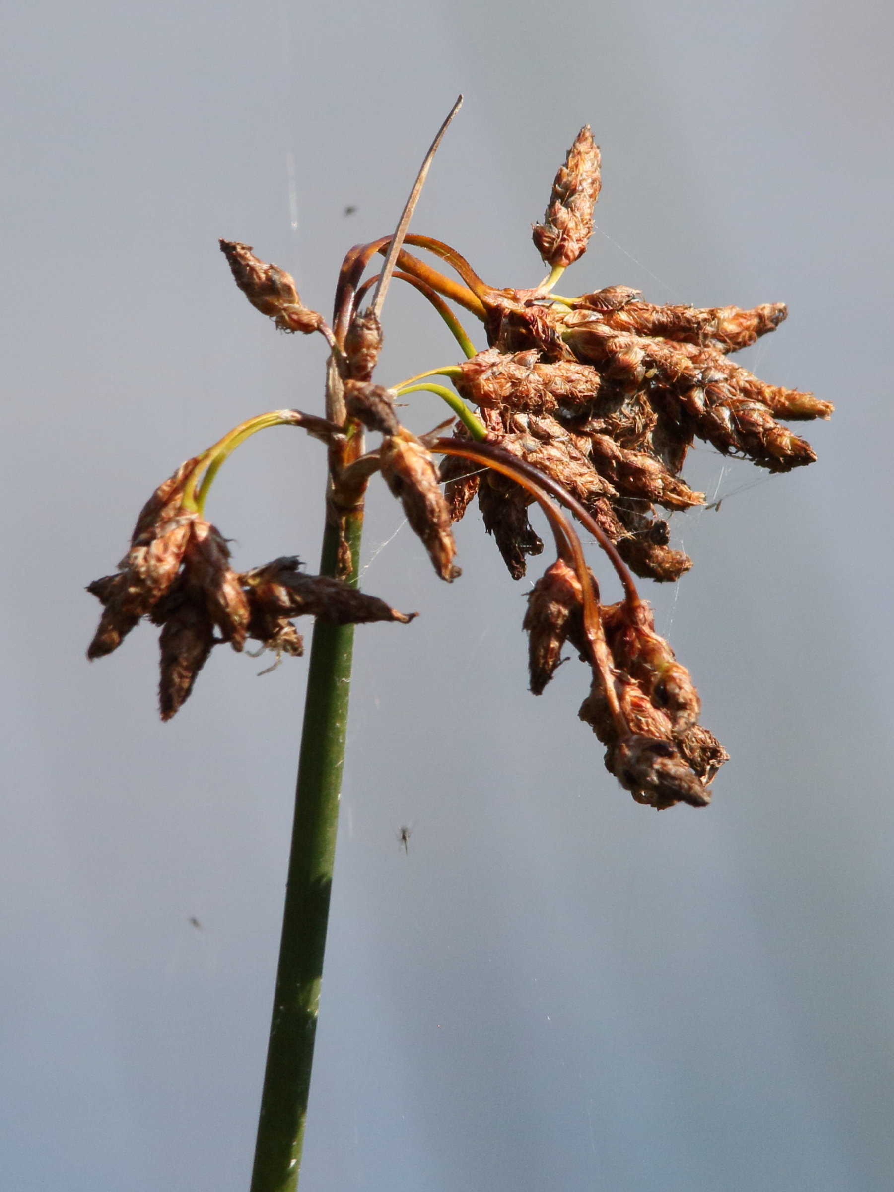 schoenoplectus_lacustris3md