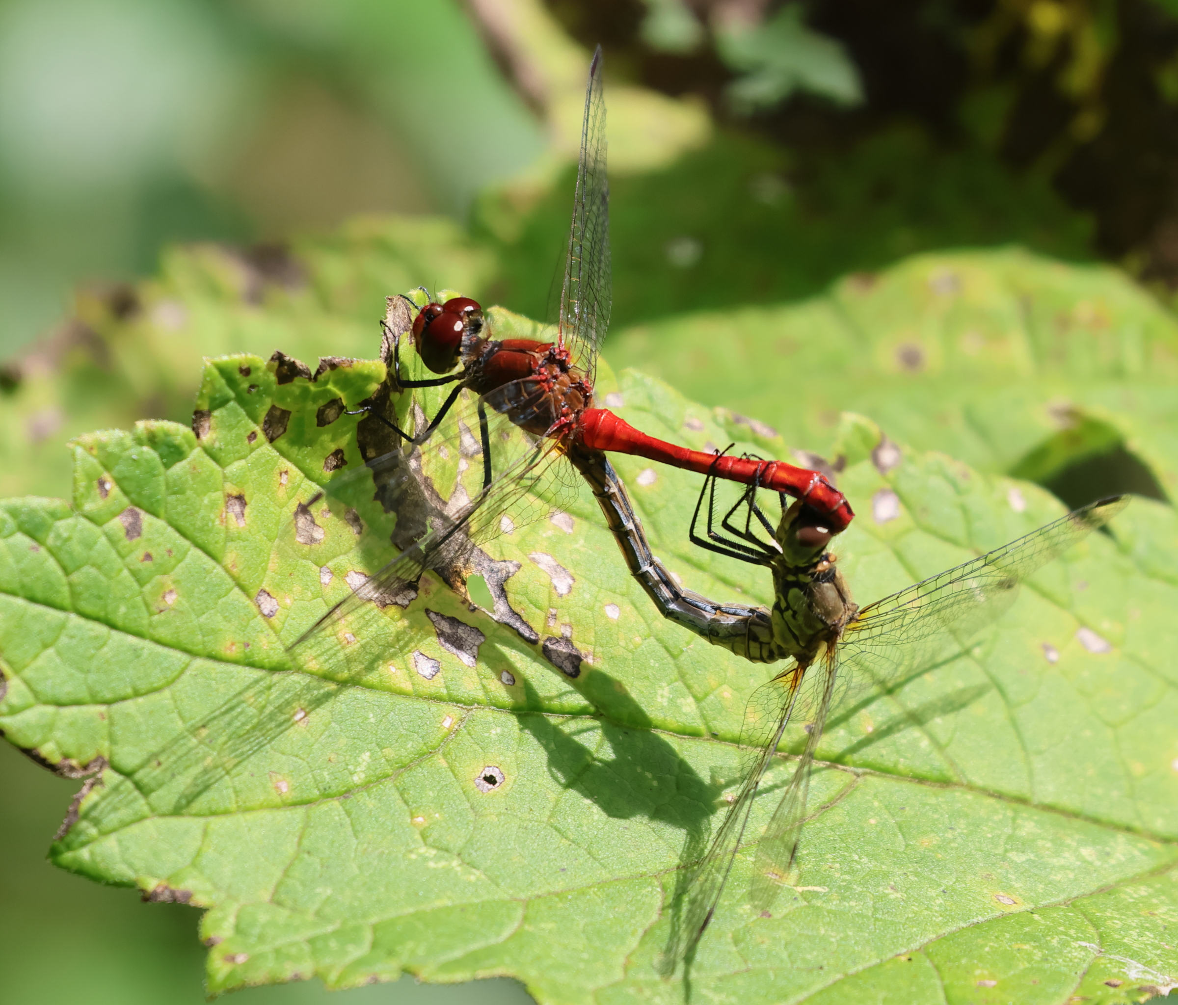 Afficher le média sympetrum_sanguineum1bd sympetrum_sanguineum1bd