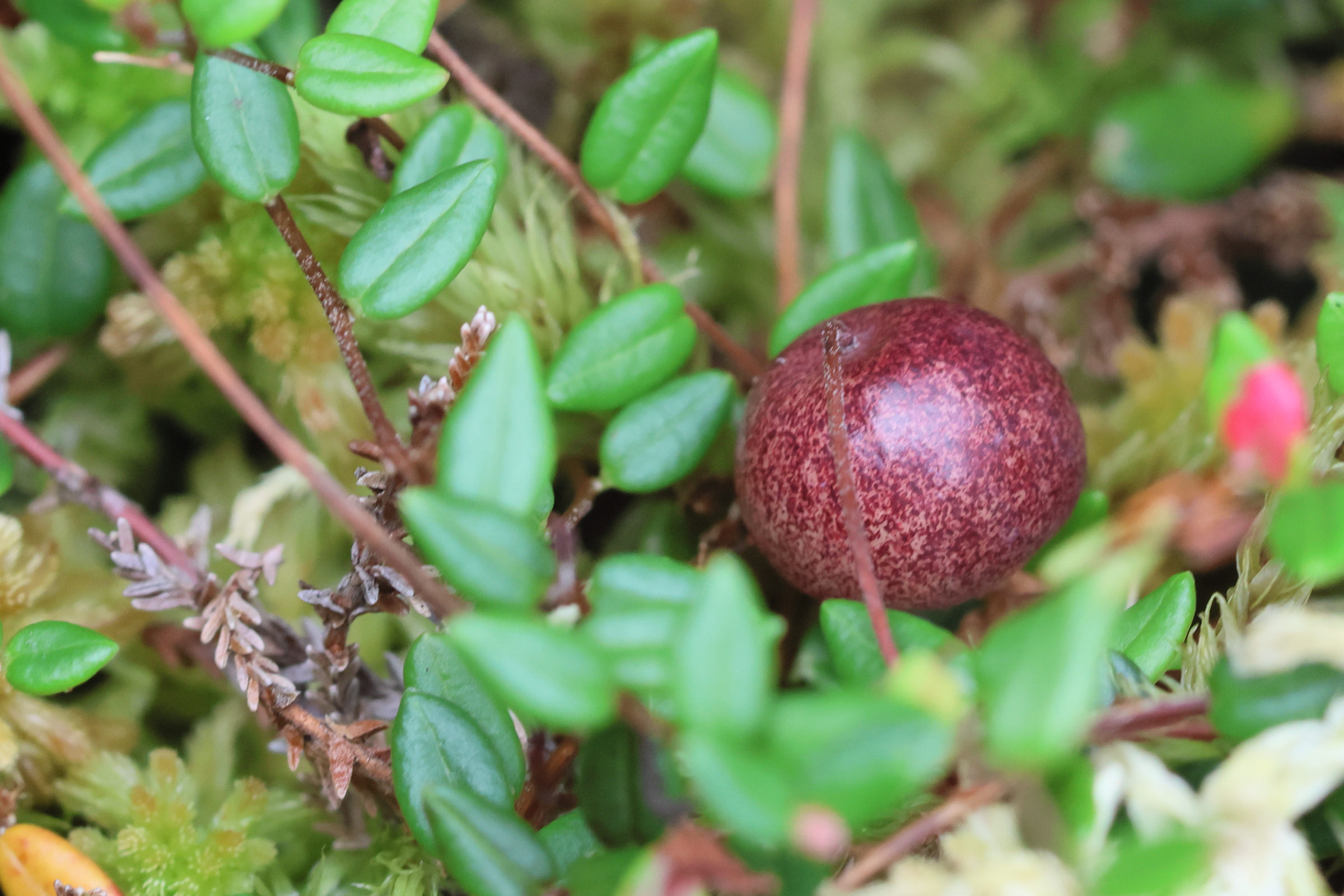 Afficher le média vaccinium_oxycoccos6bd vaccinium_oxycoccos6bd