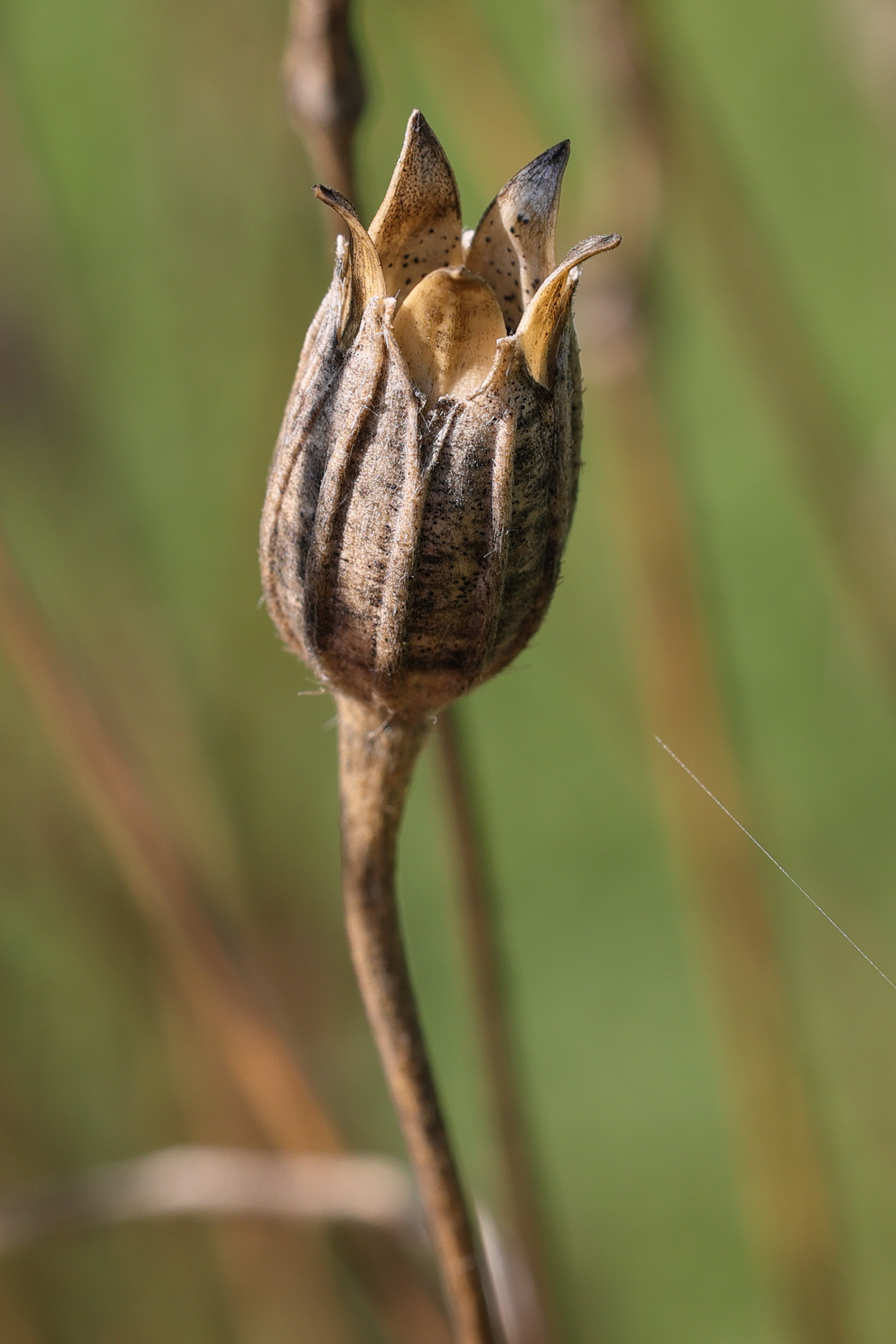 Afficher le média agrostemma_githago5md agrostemma_githago5md