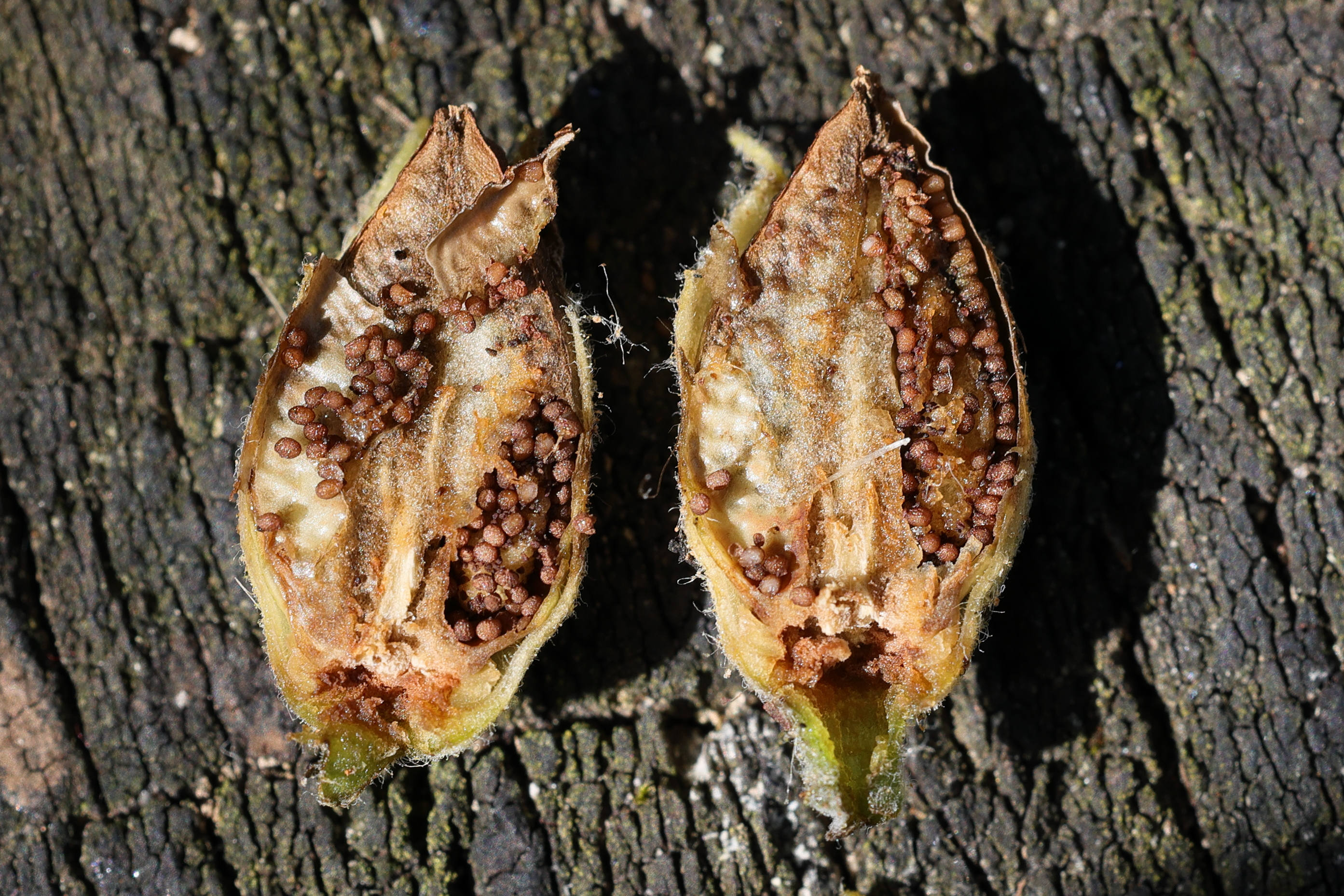 Afficher le média agrostemma_gthago6md agrostemma_gthago6md