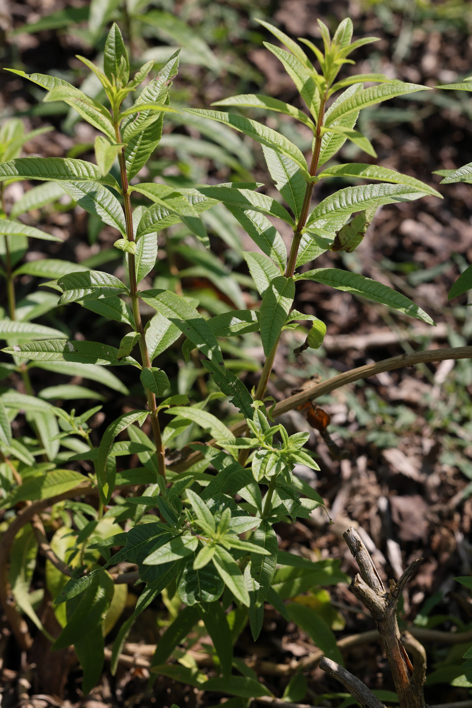 aloysia_citrodora4md