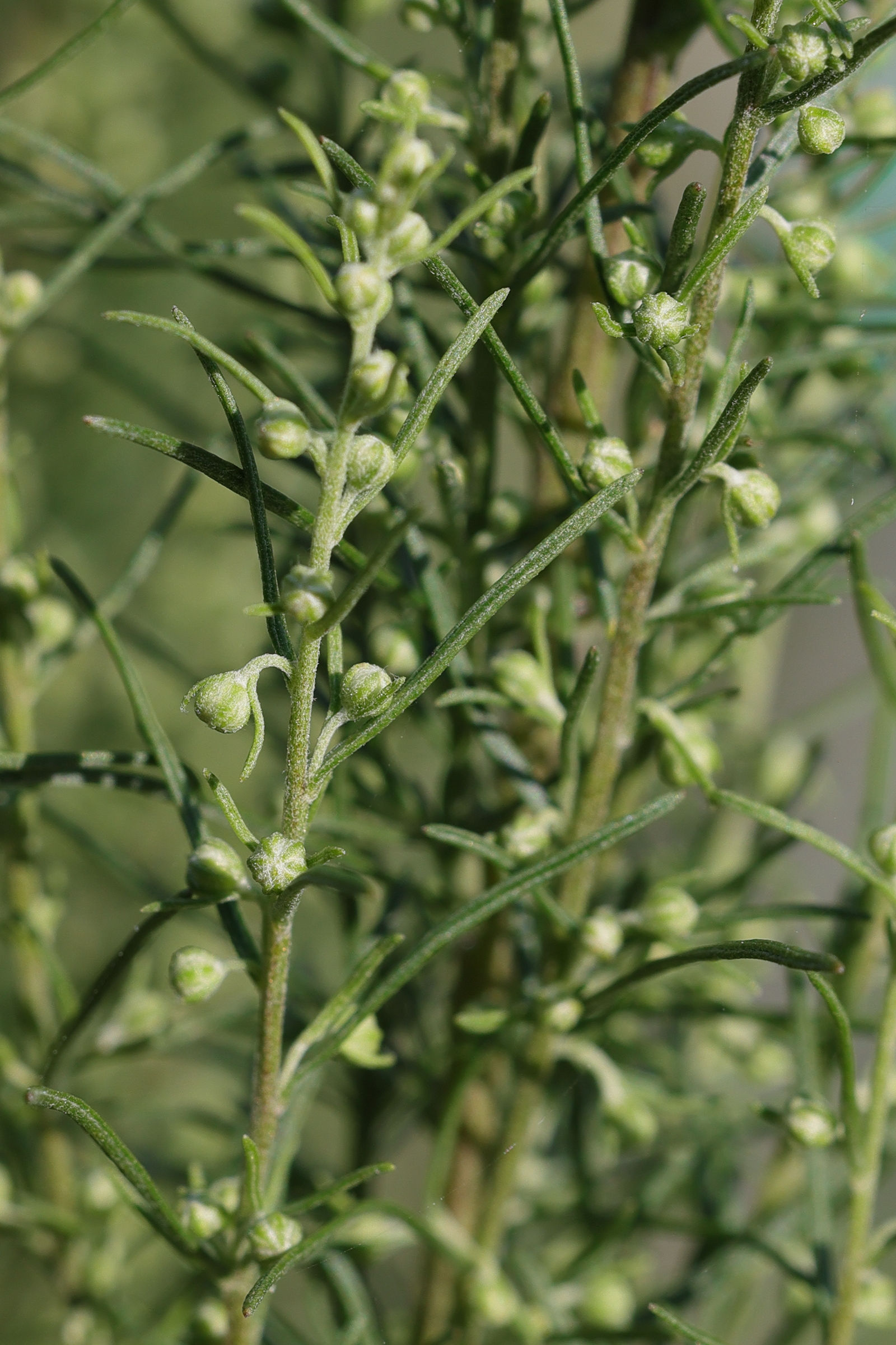 Afficher le média artemisia_abrotanum3md artemisia_abrotanum3md