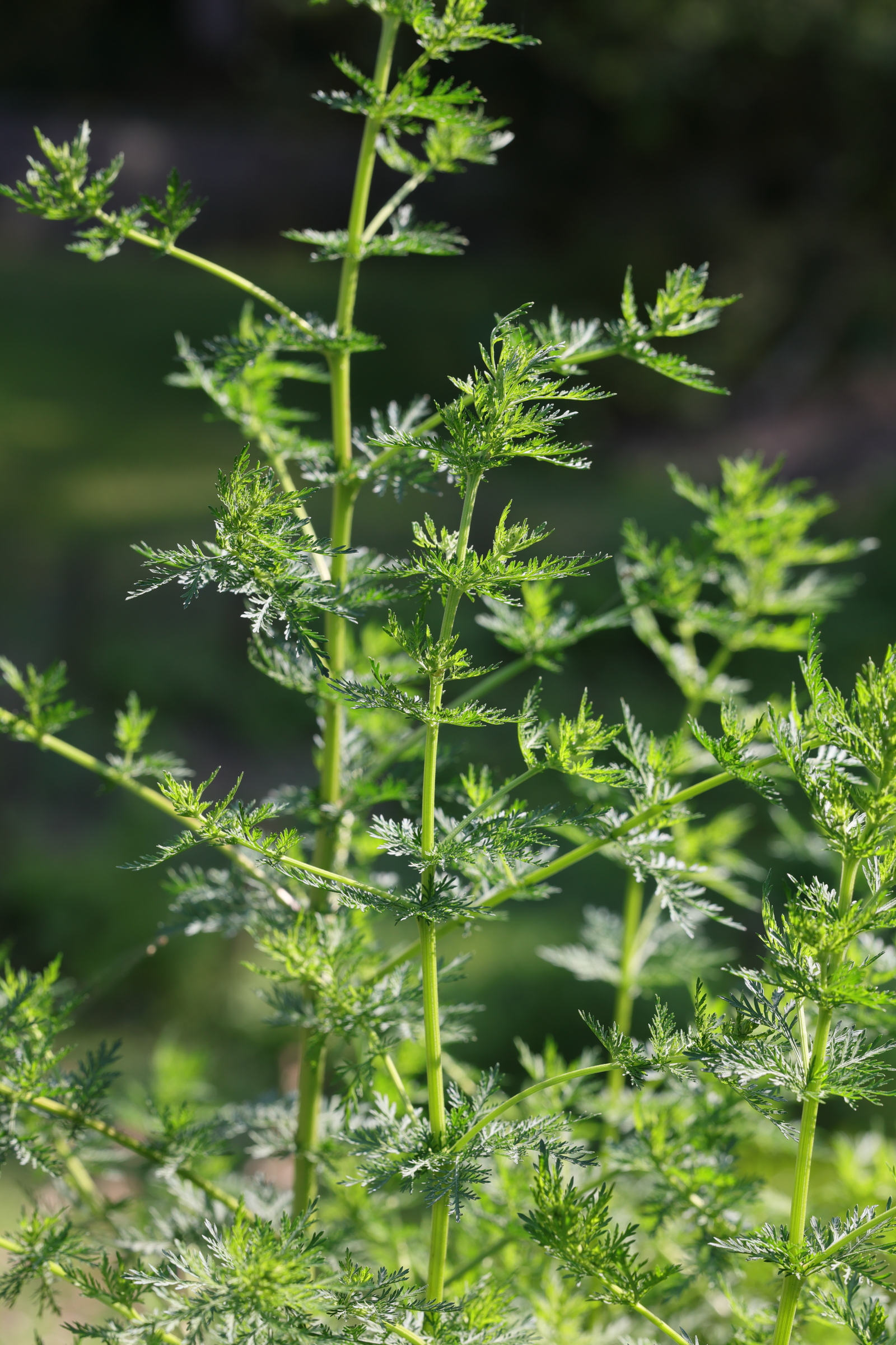 Afficher le média artemisia_annua1md artemisia_annua1md
