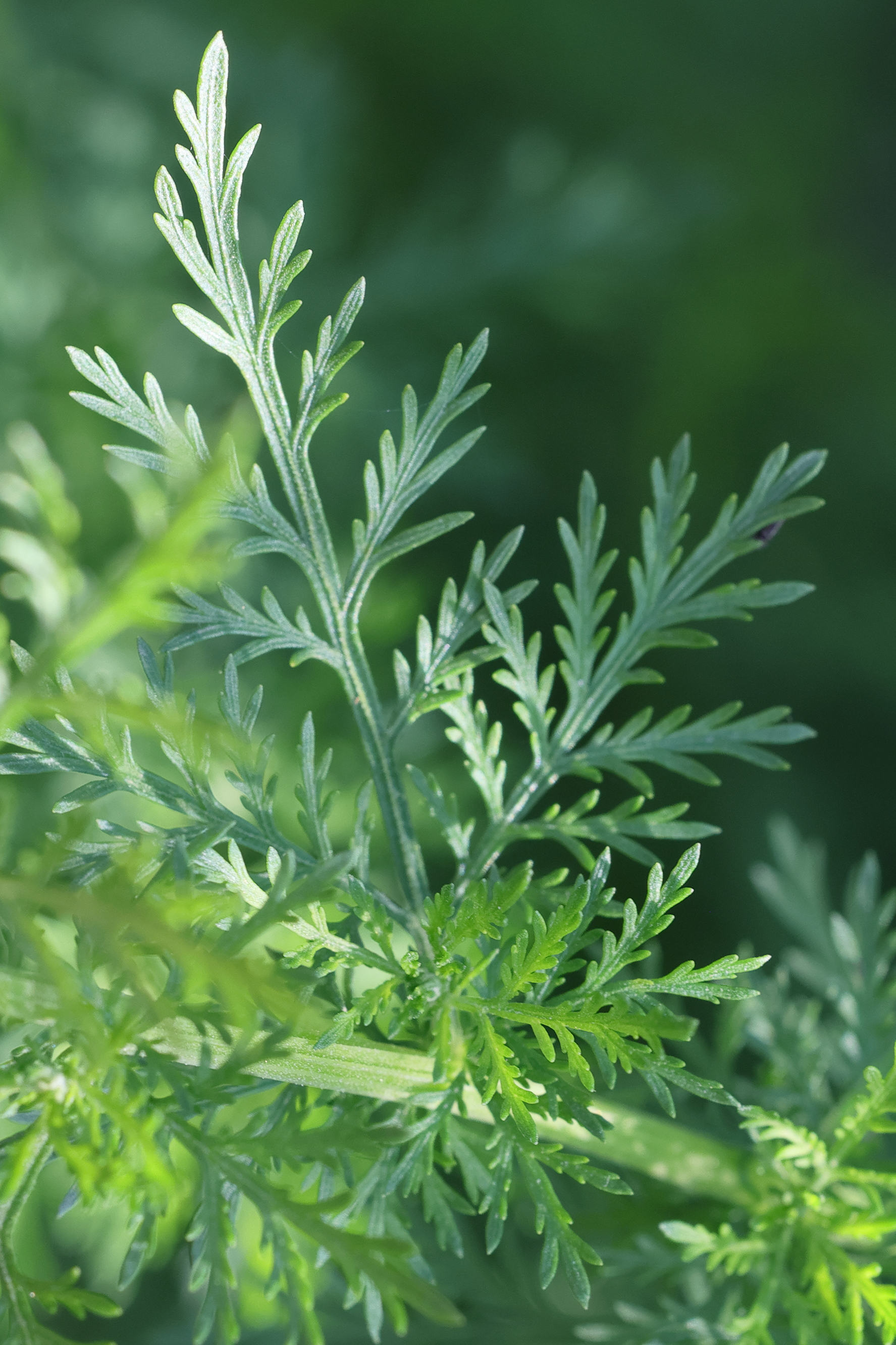 Afficher le média artemisia_annua2md artemisia_annua2md