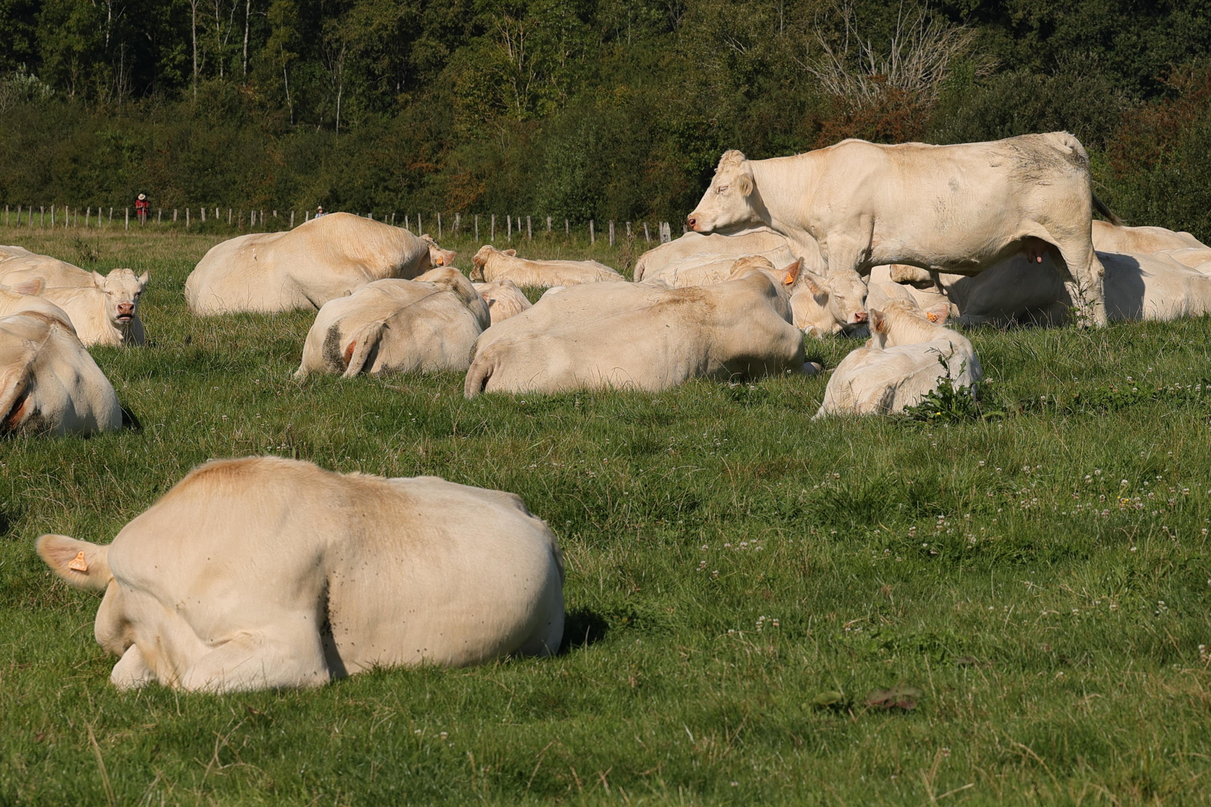 bos_taurus_charolaise3md