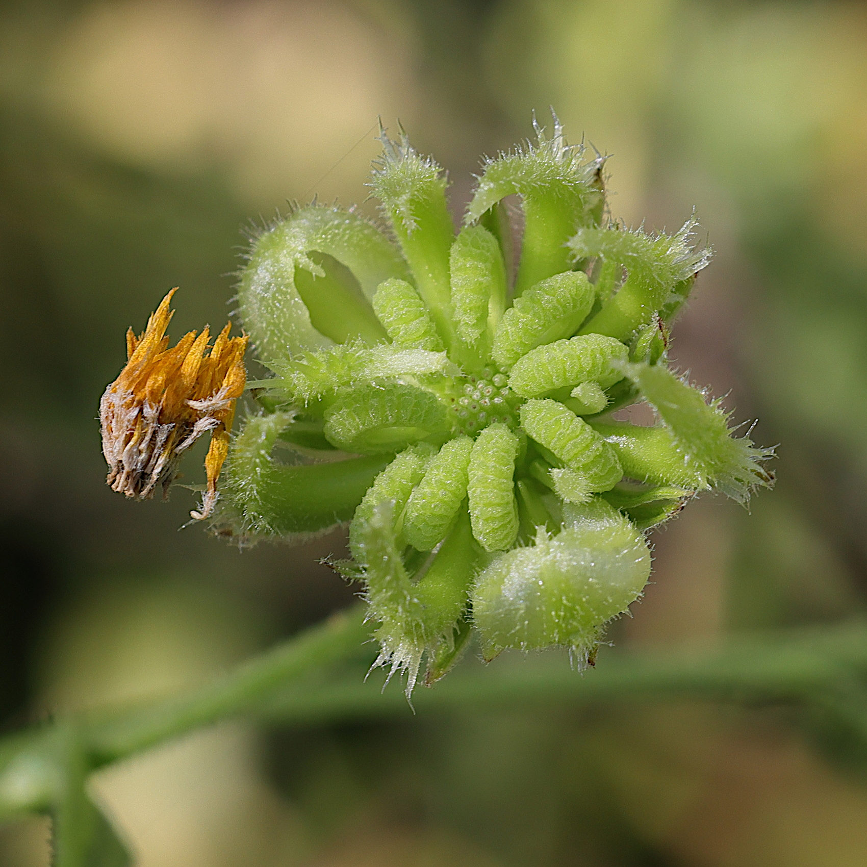 calendula_arvensis4amd