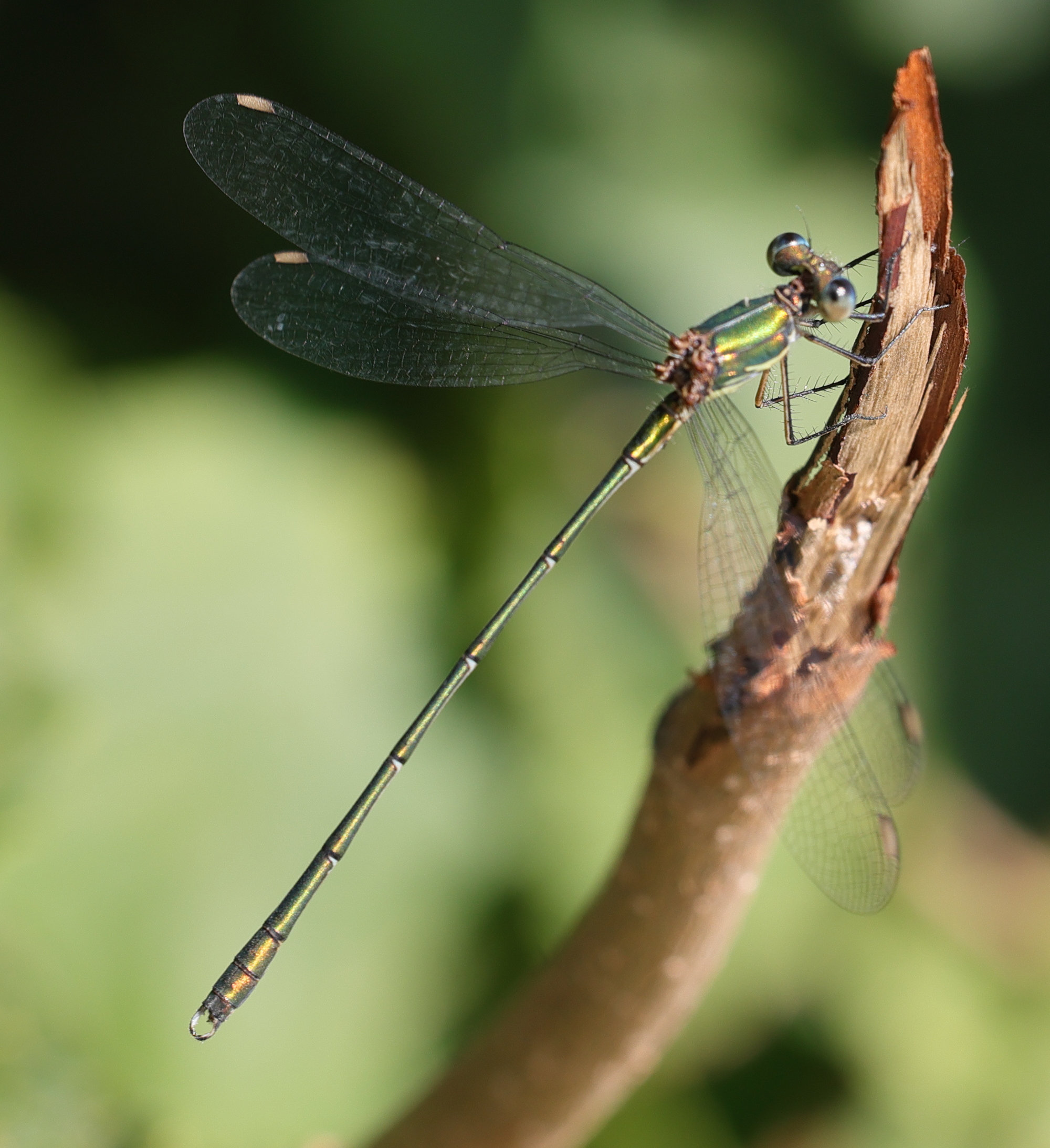 chalcolestes_viridis1md