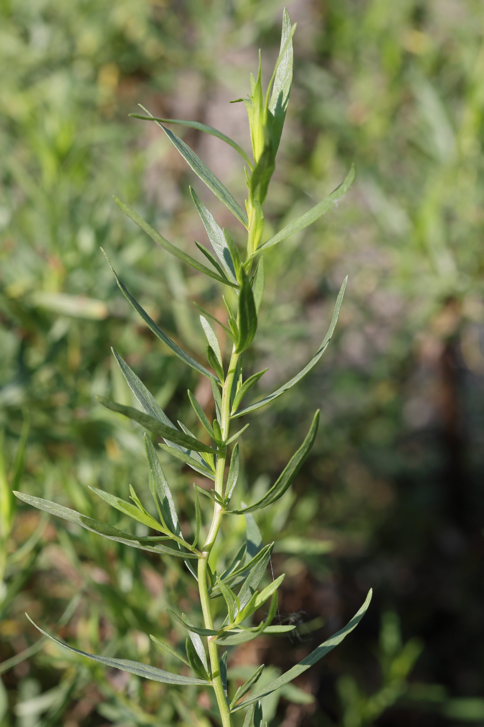 Afficher le média artemisia_dracunculus1md artemisia_dracunculus1md