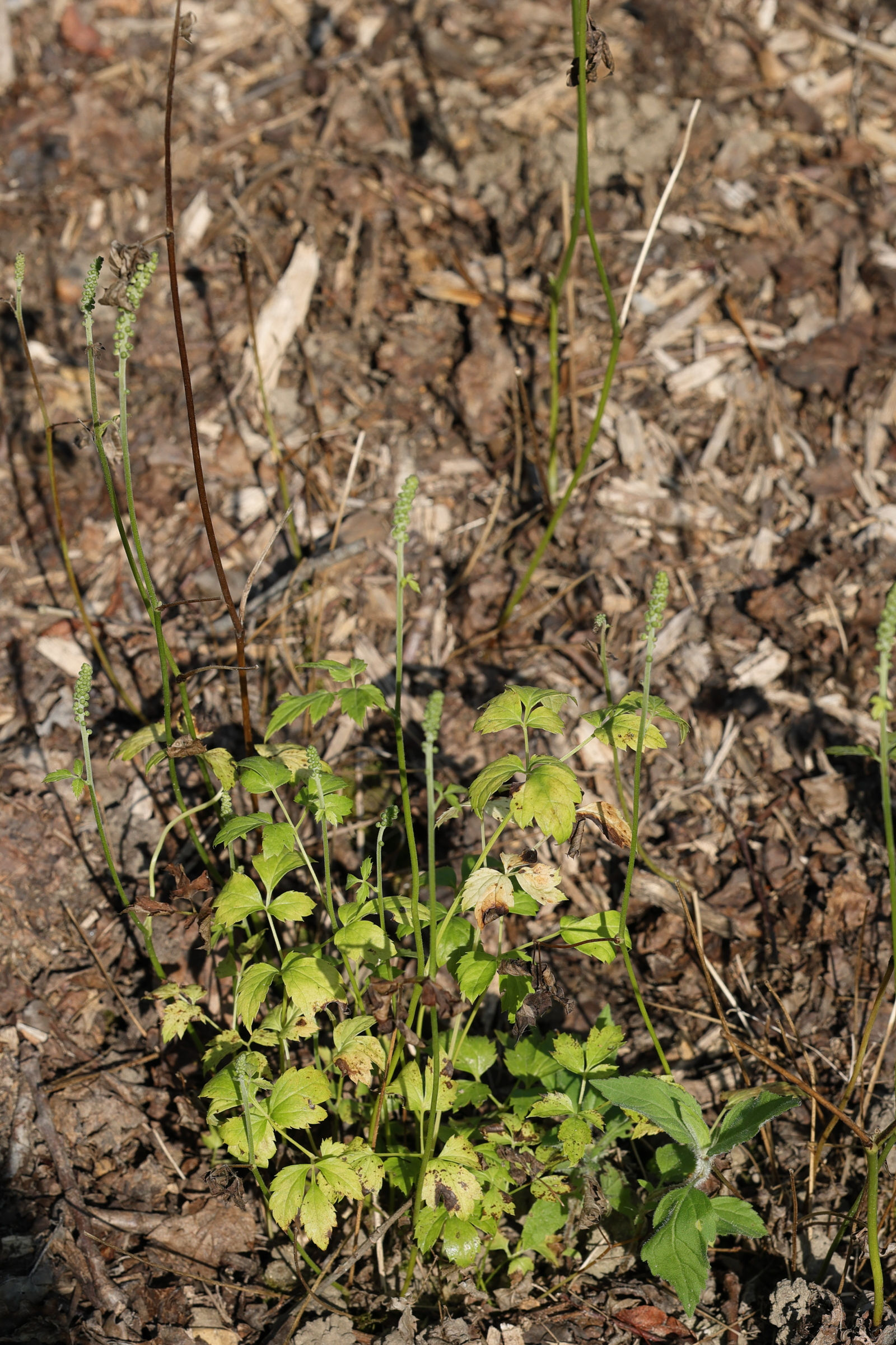 cimicifuga_racemosa1md