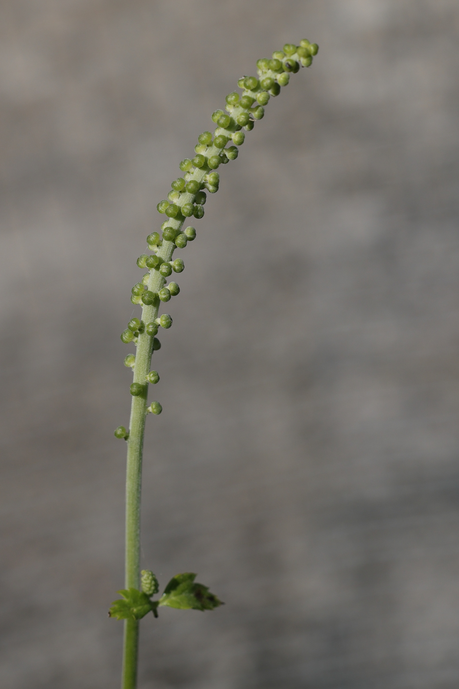 cimicifuga_racemosa2md