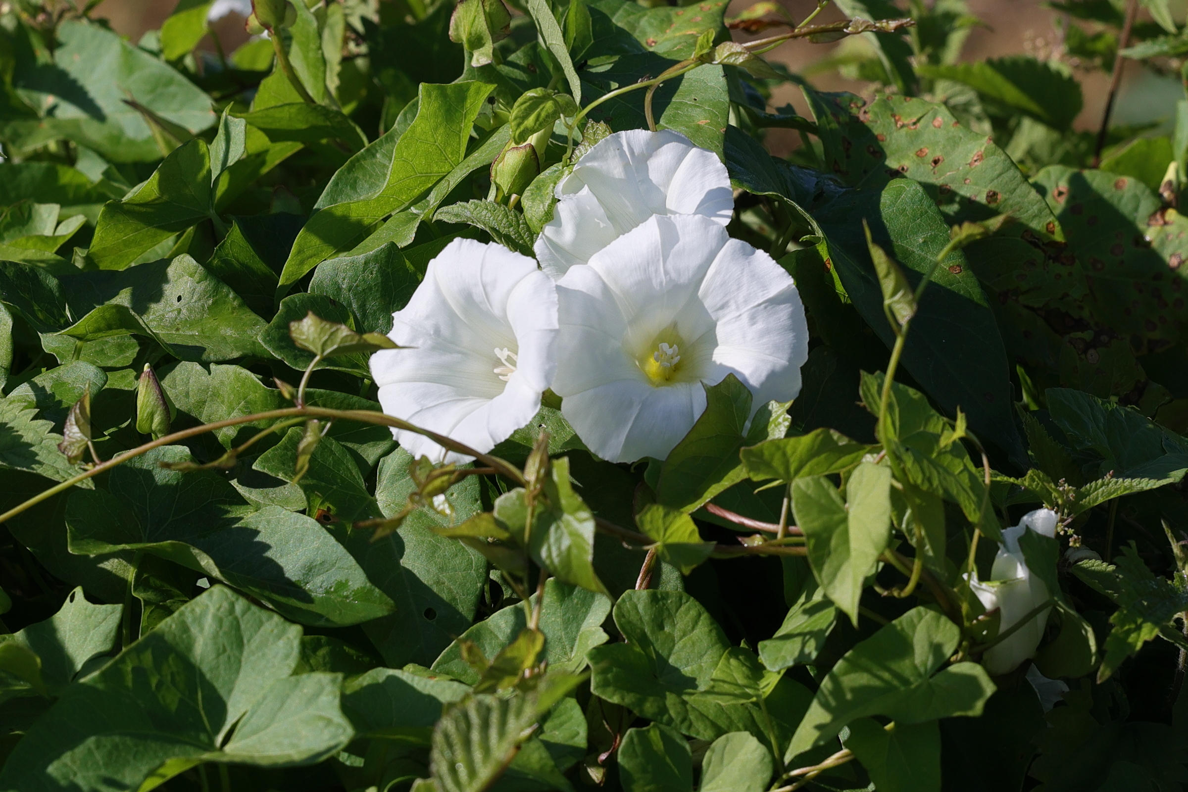 Afficher le média convolvulus_silvaticus1md convolvulus_silvaticus1md