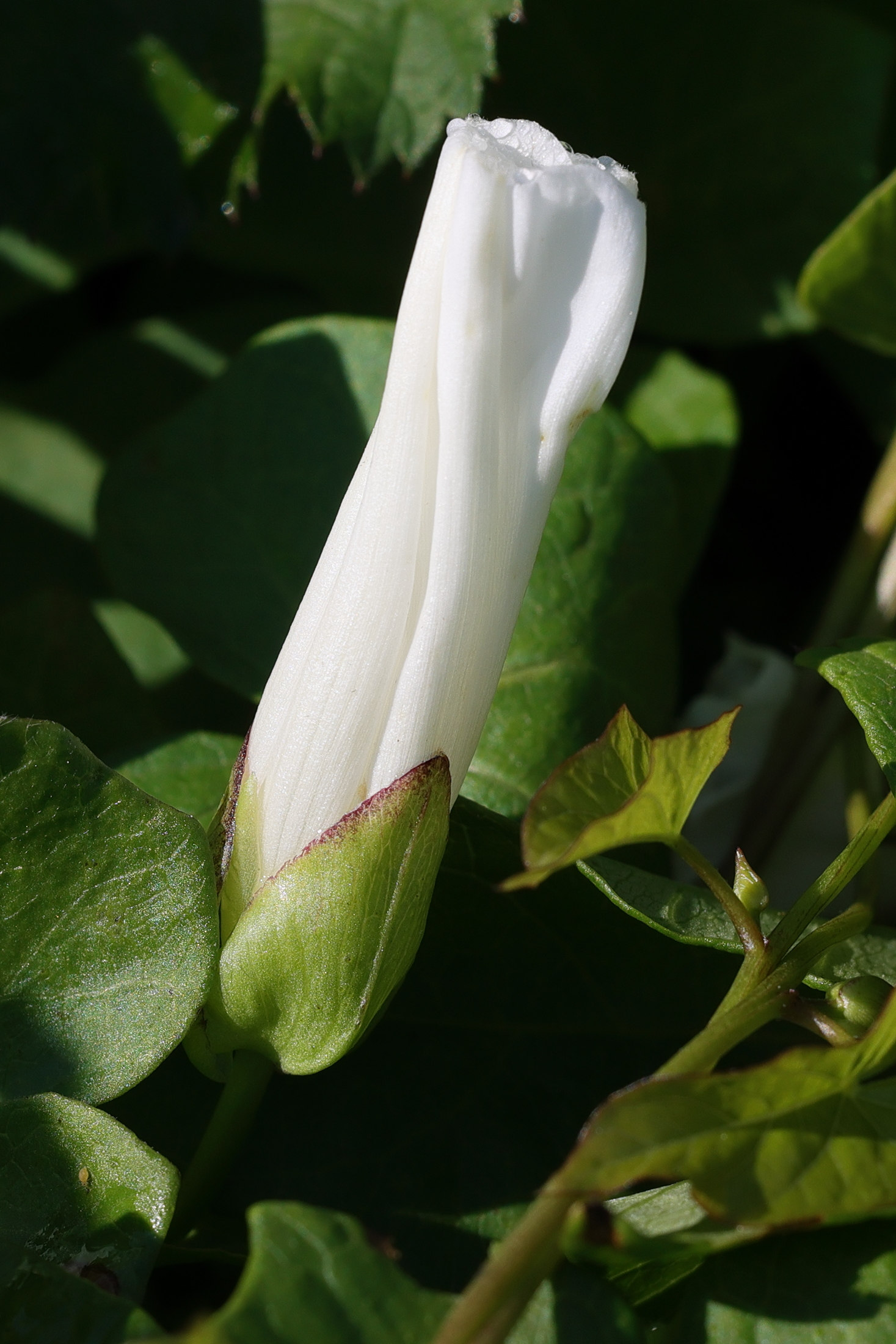 Afficher le média convolvulus_silvaticus2md convolvulus_silvaticus2md