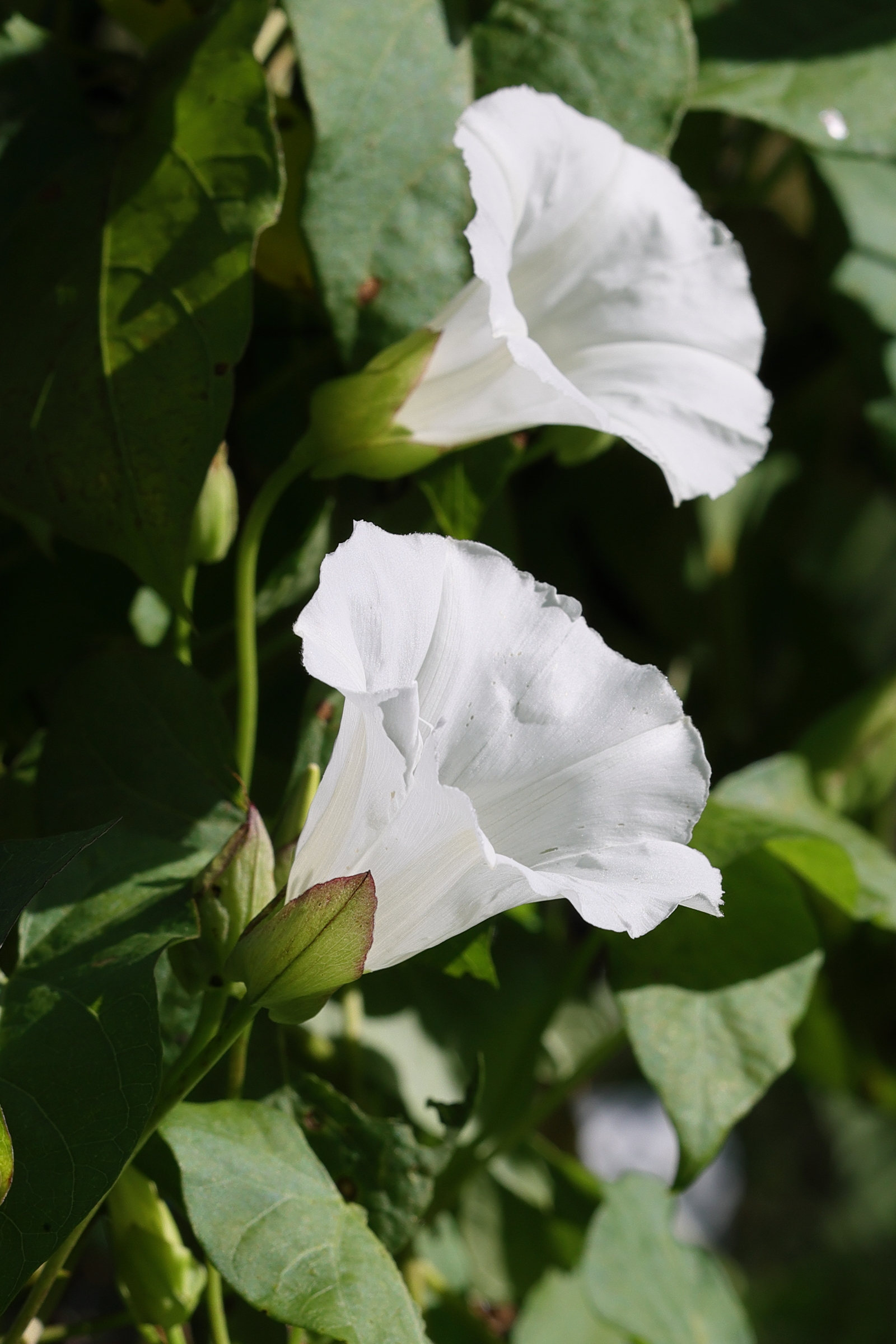 Afficher le média convolvulus_silvaticus3md convolvulus_silvaticus3md