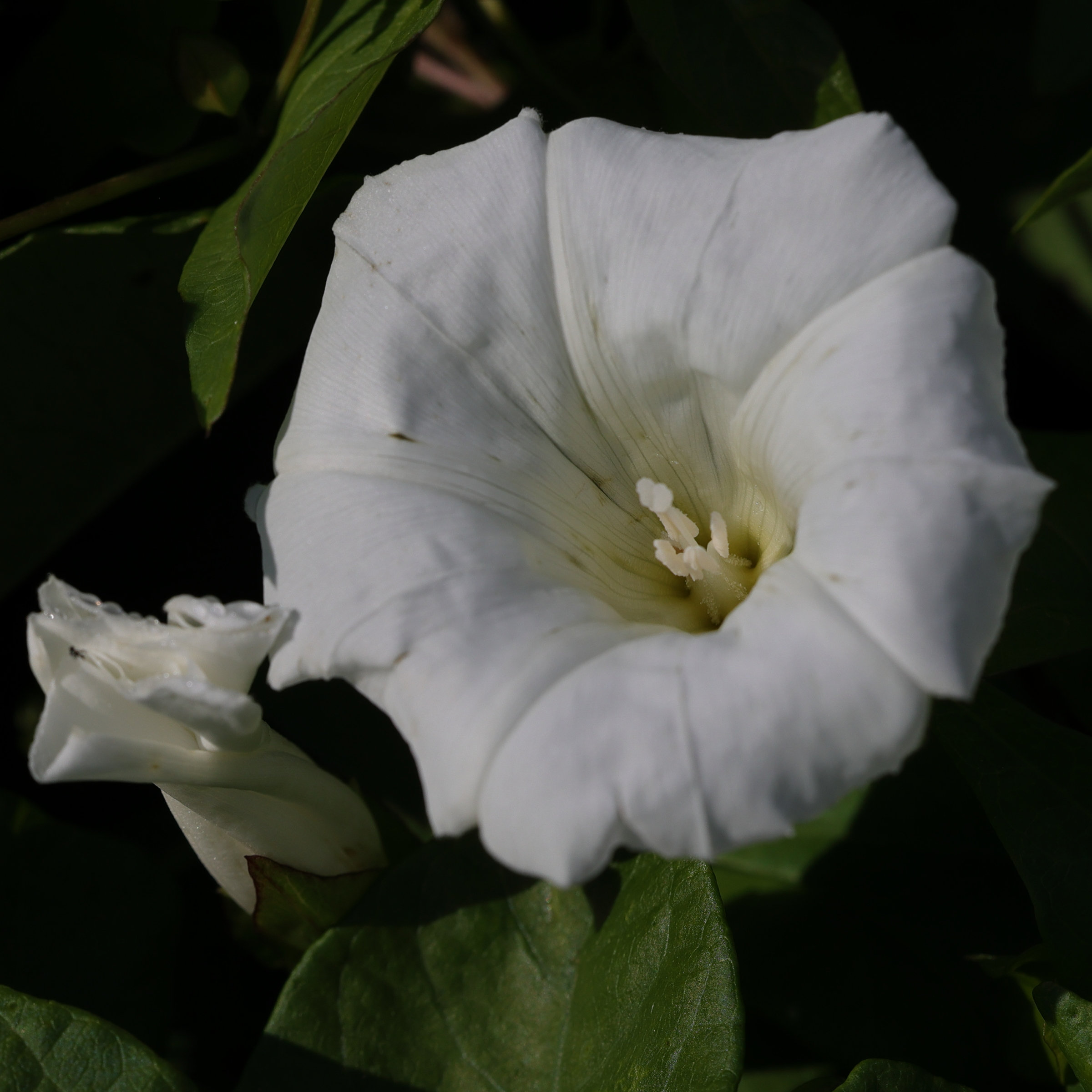 Afficher le média convolvulus_silvaticus4md convolvulus_silvaticus4md