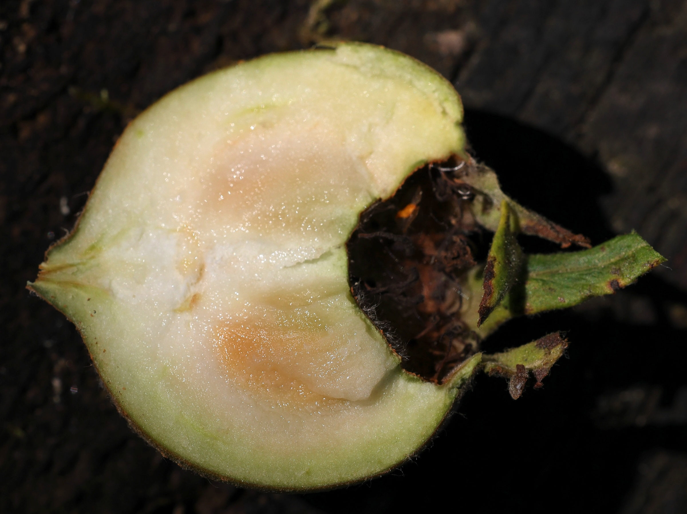 crataegus_germanica9md