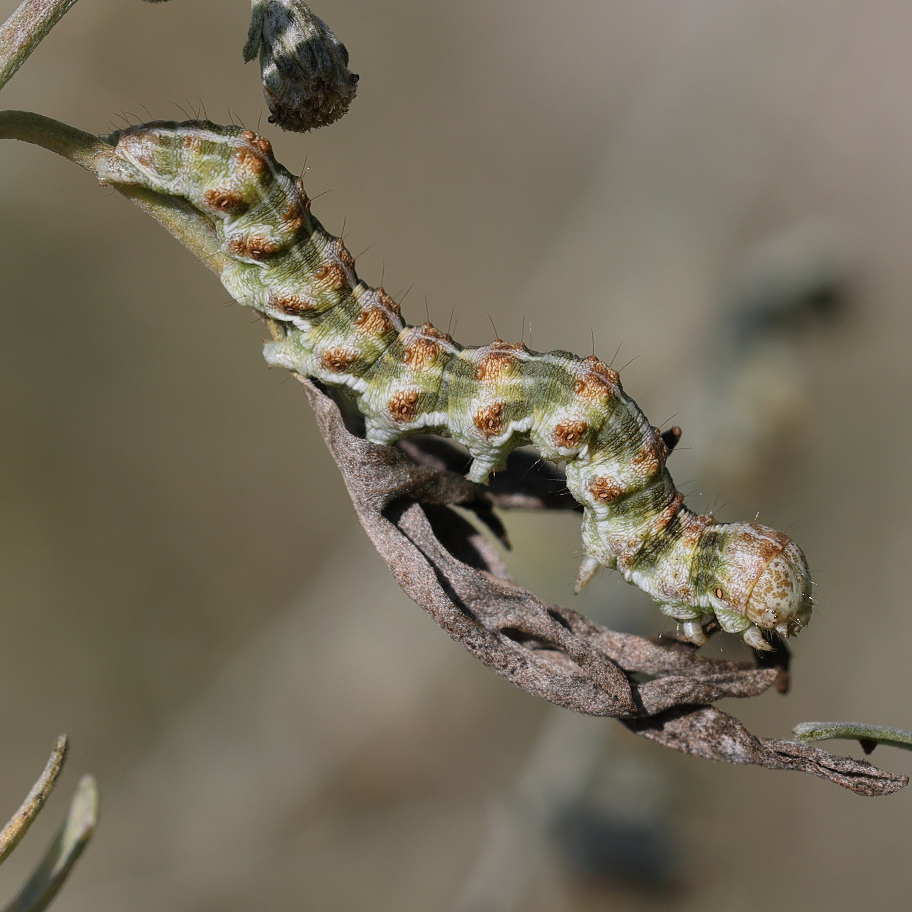 cuculia_absinthii_ch1md