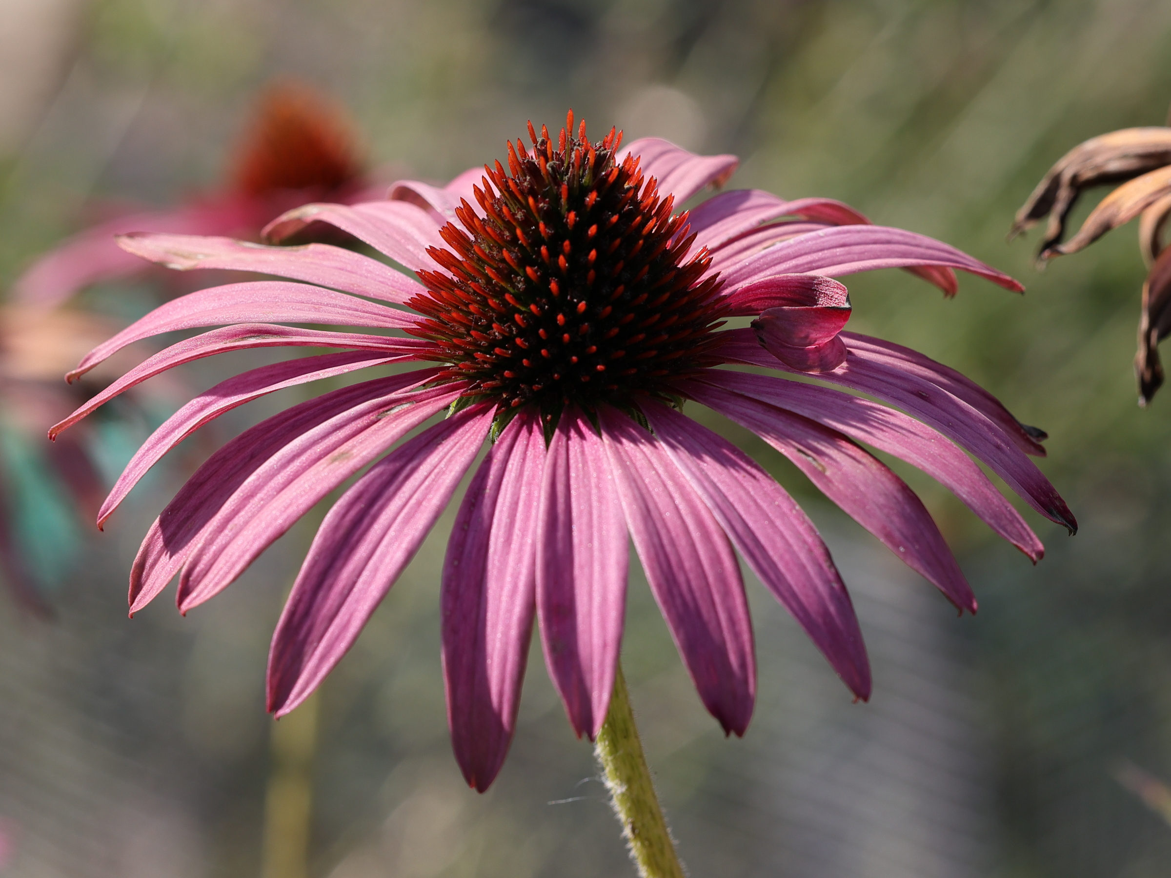 Afficher le média echinacea_purpurea4md echinacea_purpurea4md