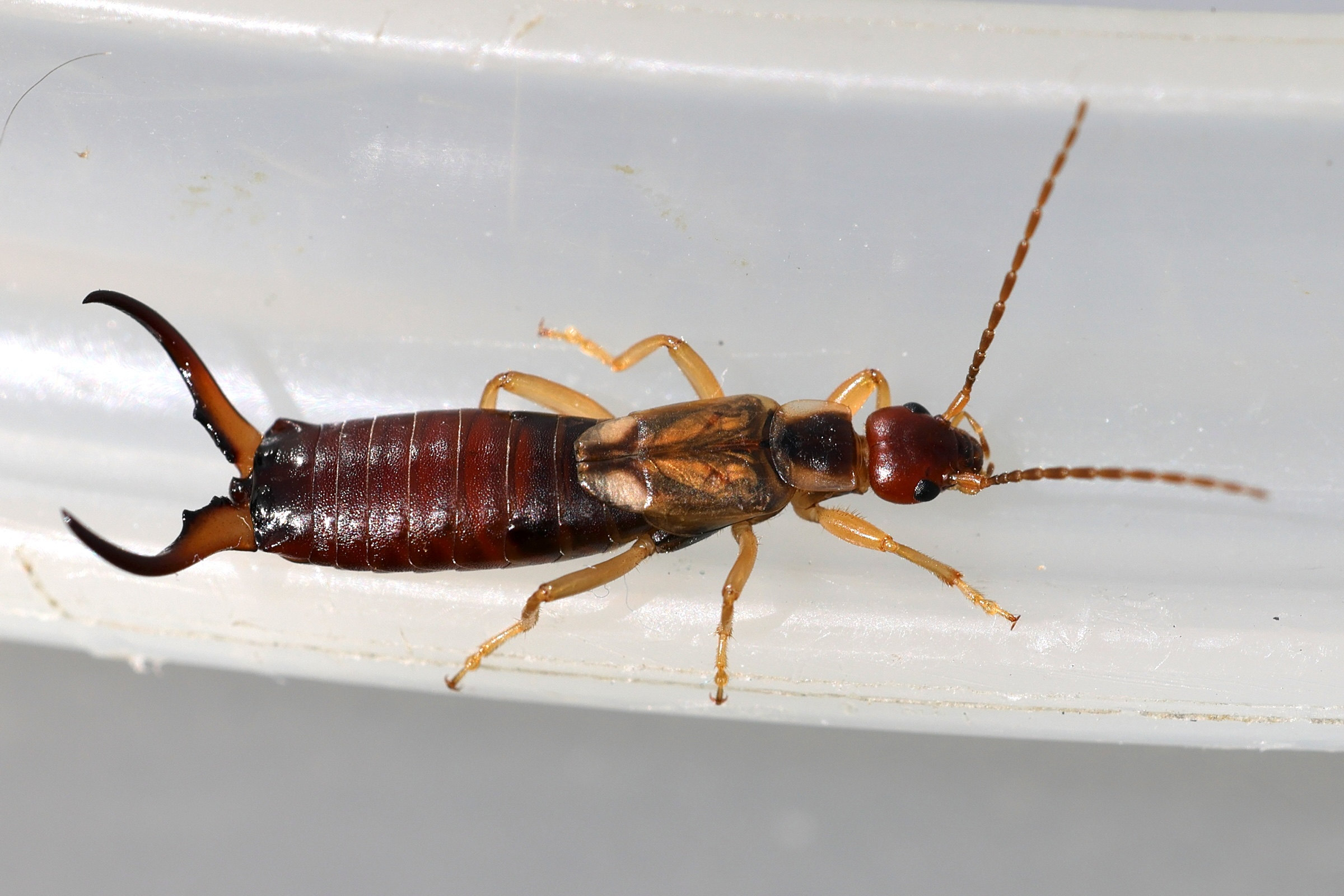 forficula_auricularia2md