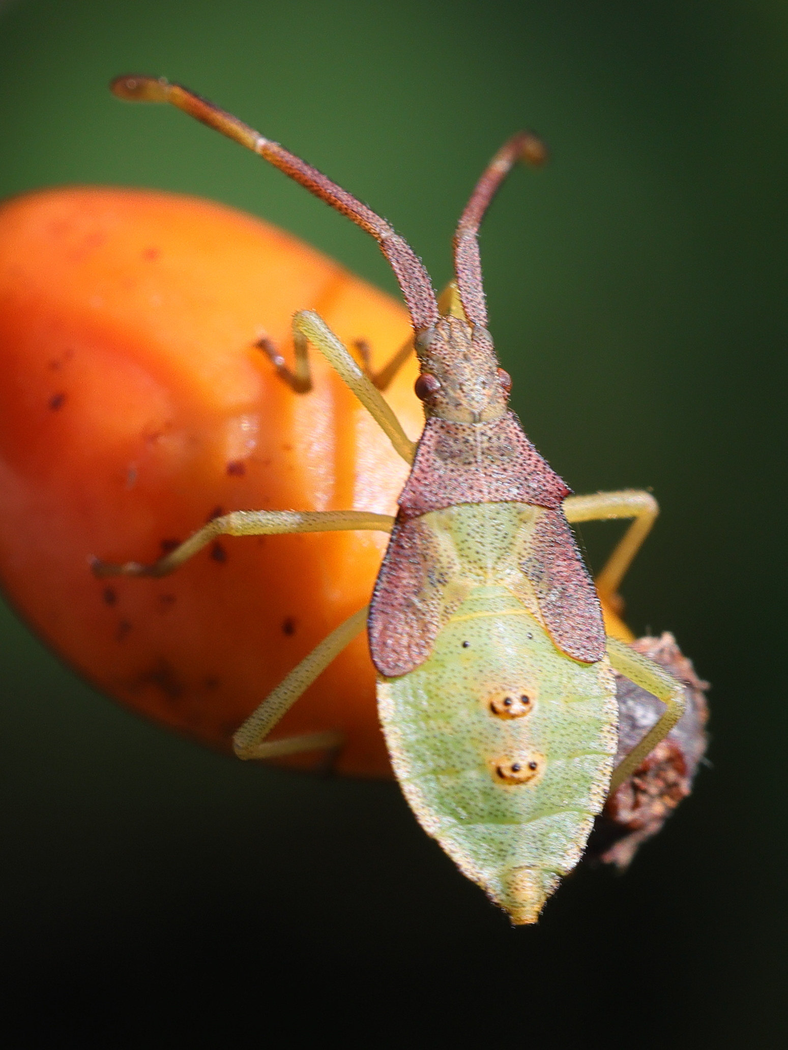 gonocerus_acuteangulatus_juv2md