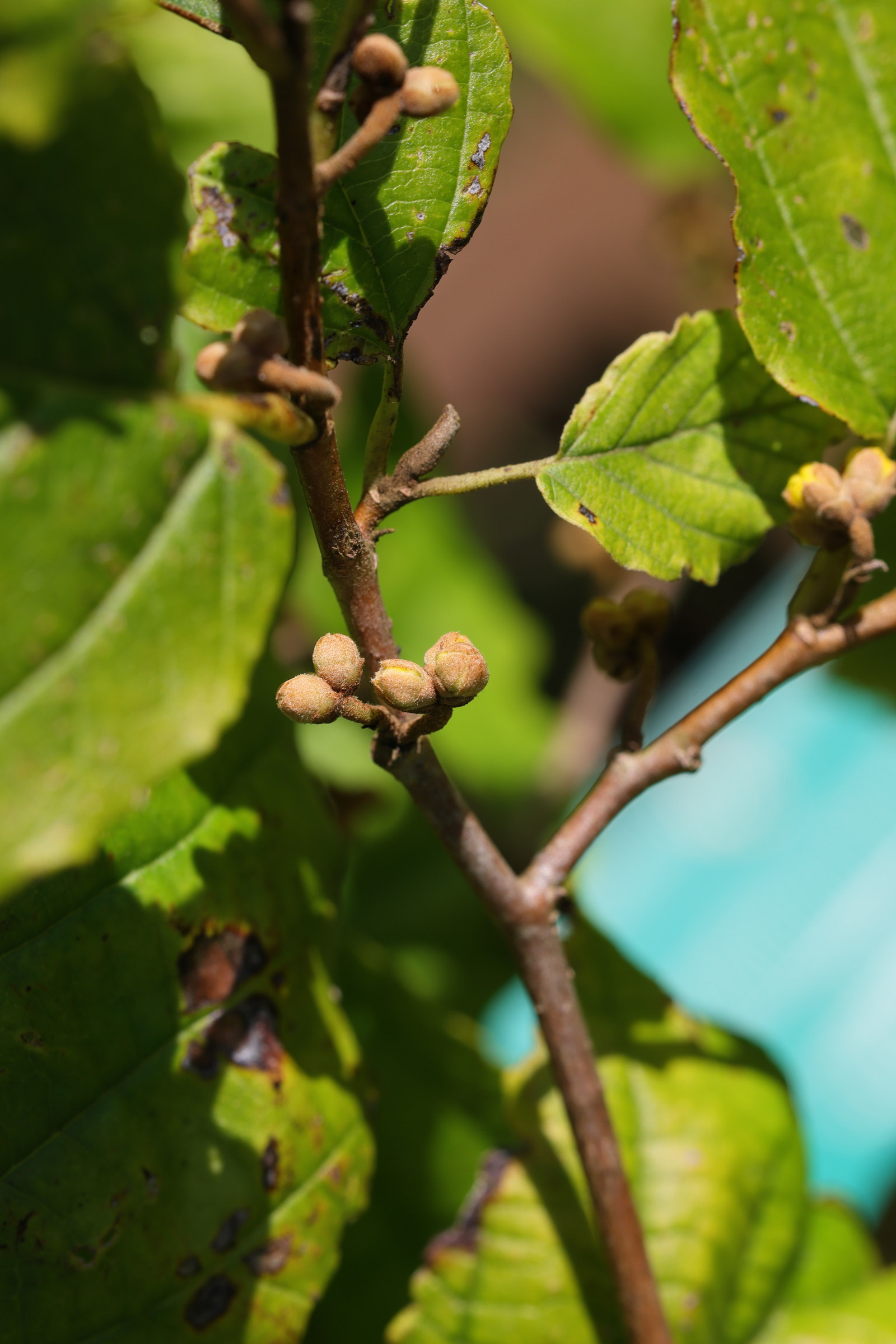 Afficher le média hamamelis_virginiana3md hamamelis_virginiana3md