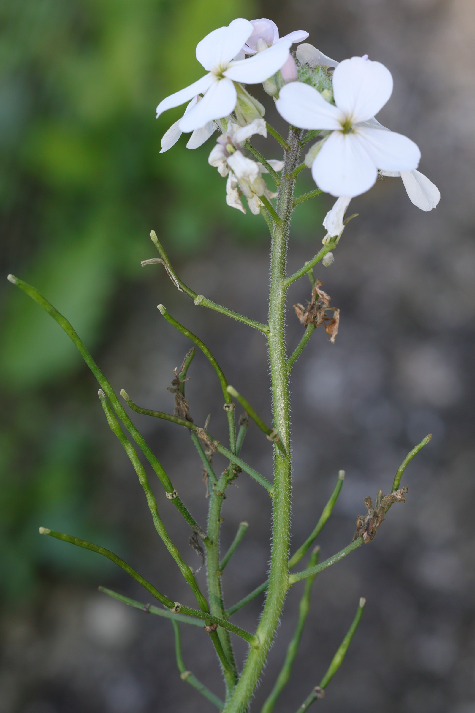 hesperis_matronalis6md