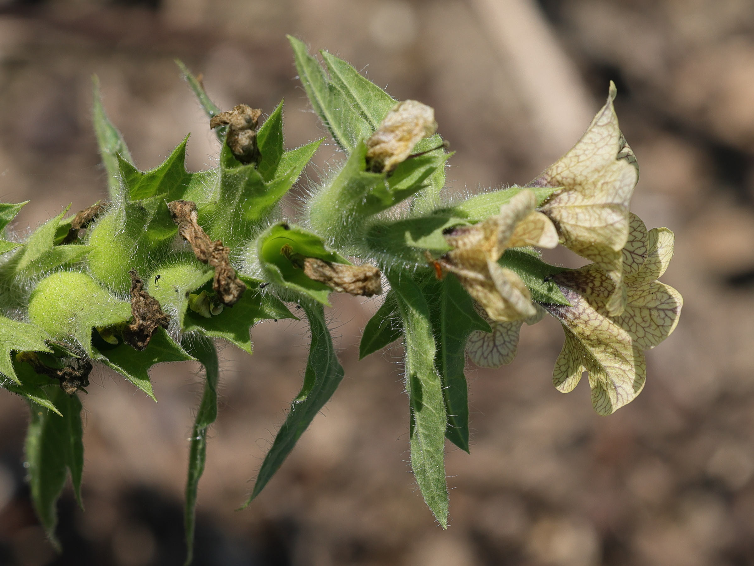 Afficher le média hyoscyamus_niger6md hyoscyamus_niger6md