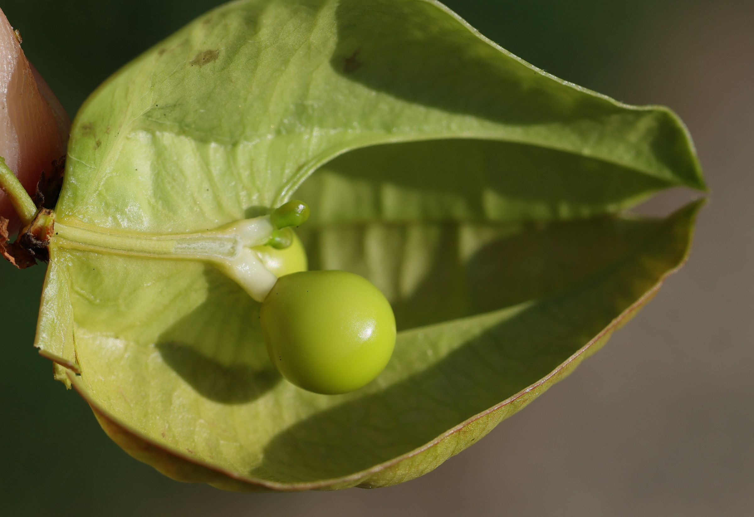 koelreuteria_paniculata10md