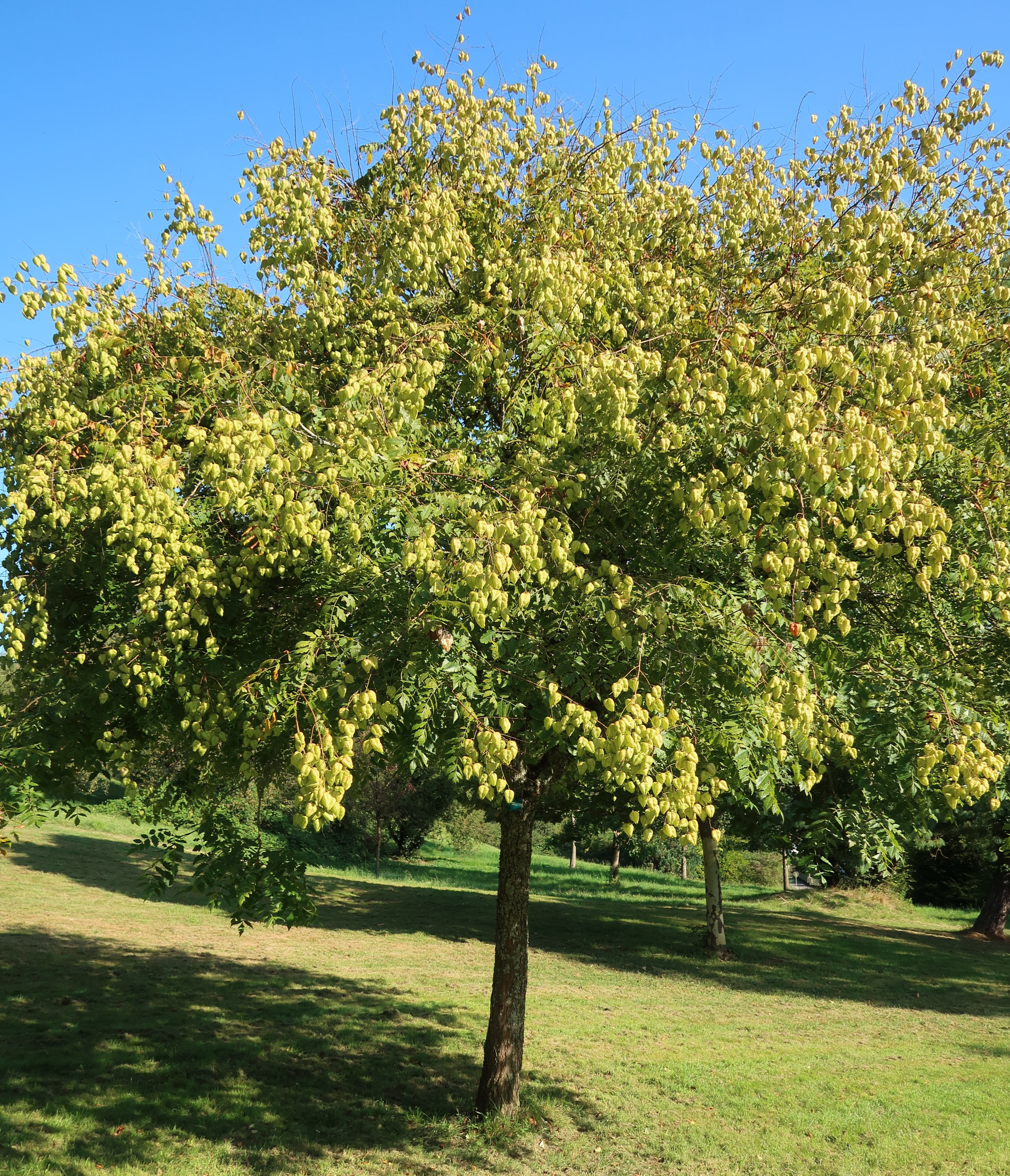 koelreuteria_paniculata1amd