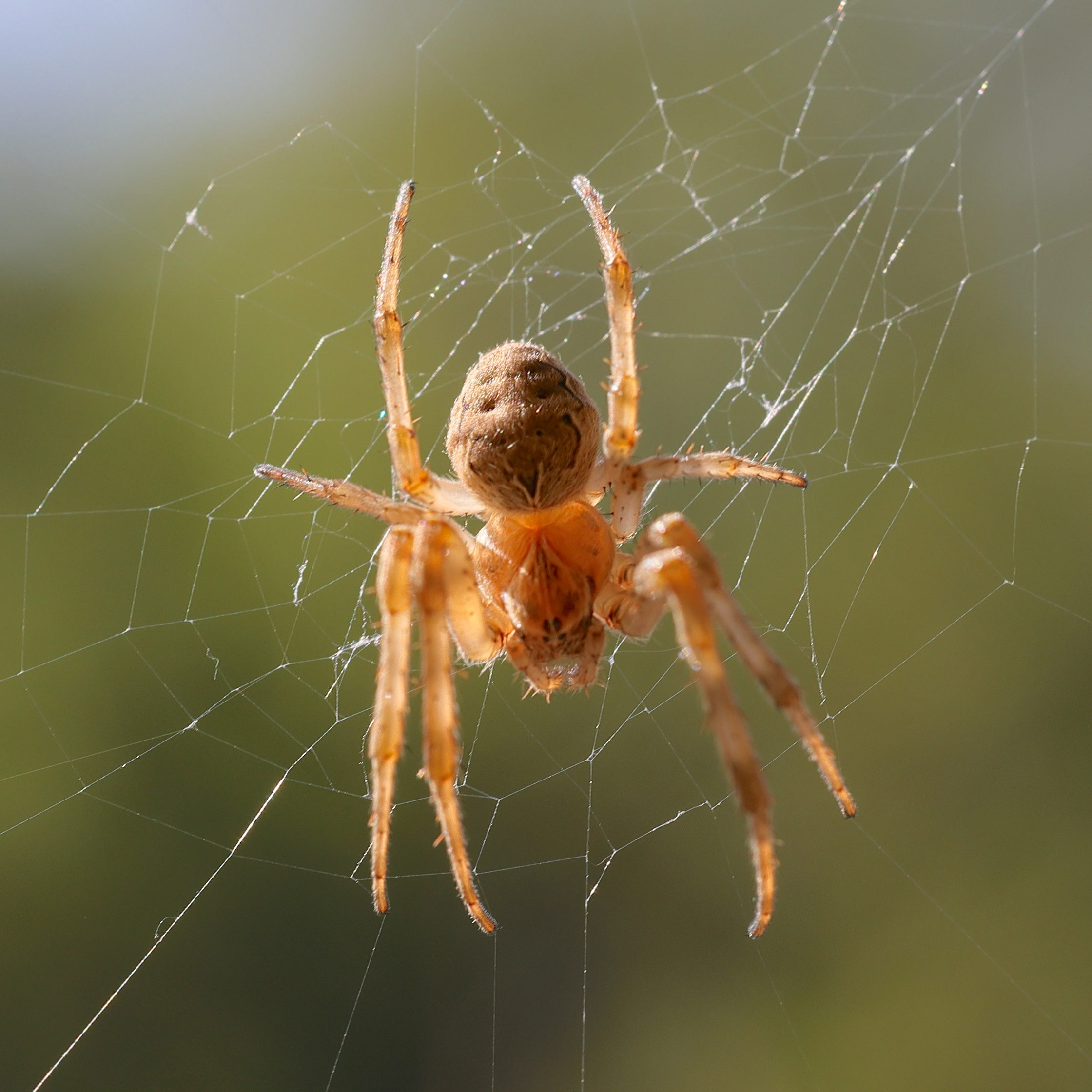 larinioides_sclopetarius1md