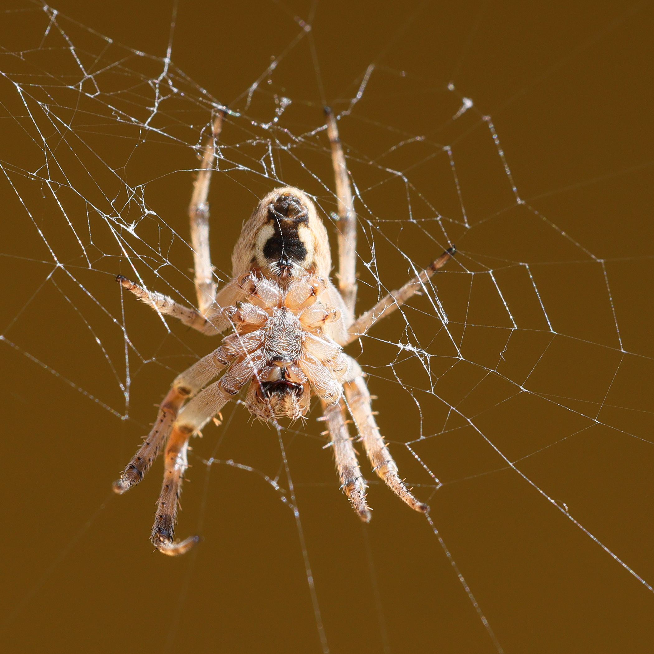 larinioides_sclopetarius2md