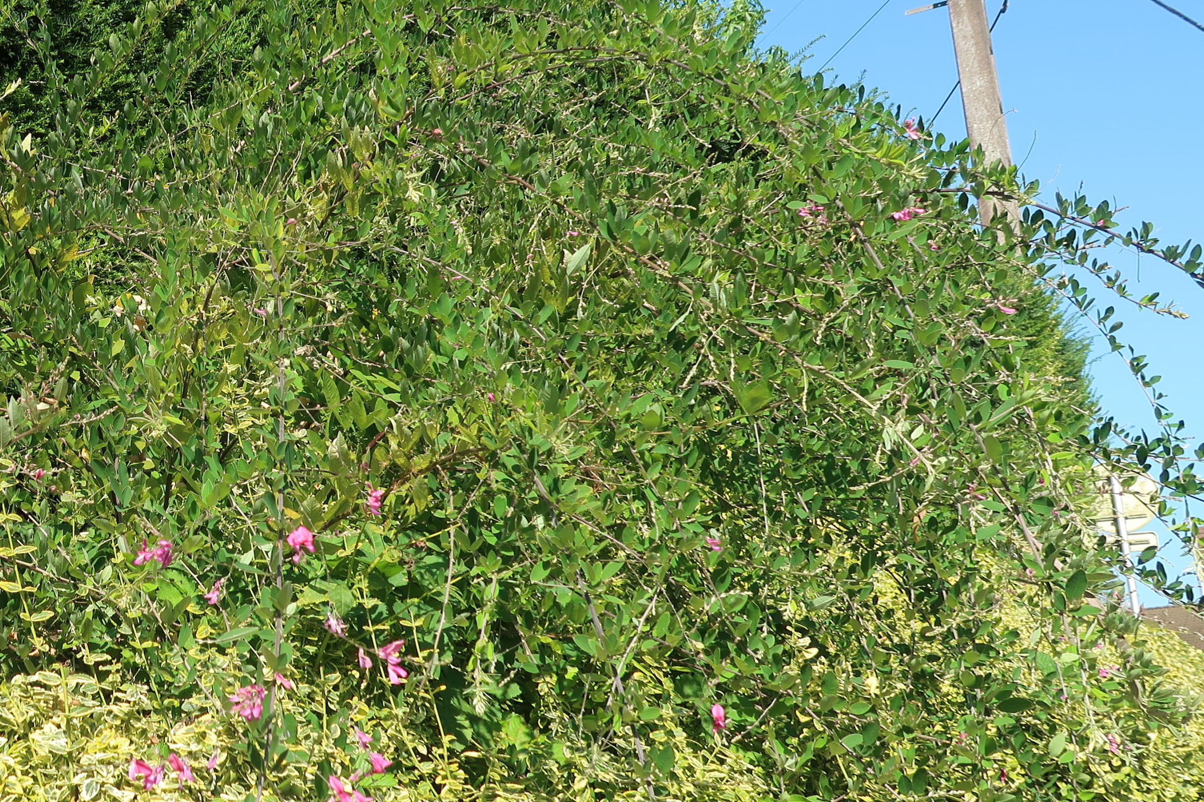 Afficher le média lespedeza_bicolor4md lespedeza_bicolor4md