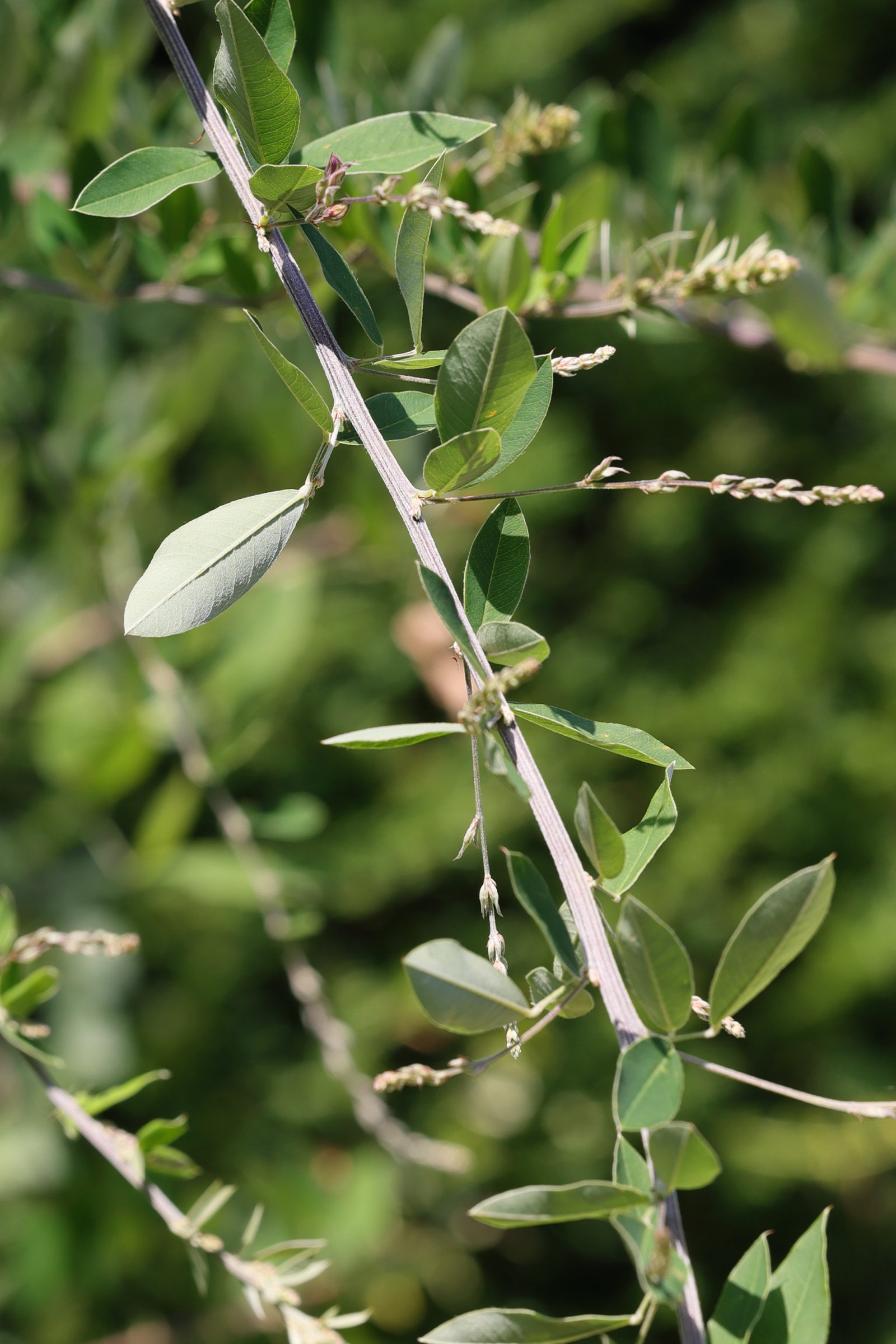 Afficher le média lespedeza_bicolor5md lespedeza_bicolor5md
