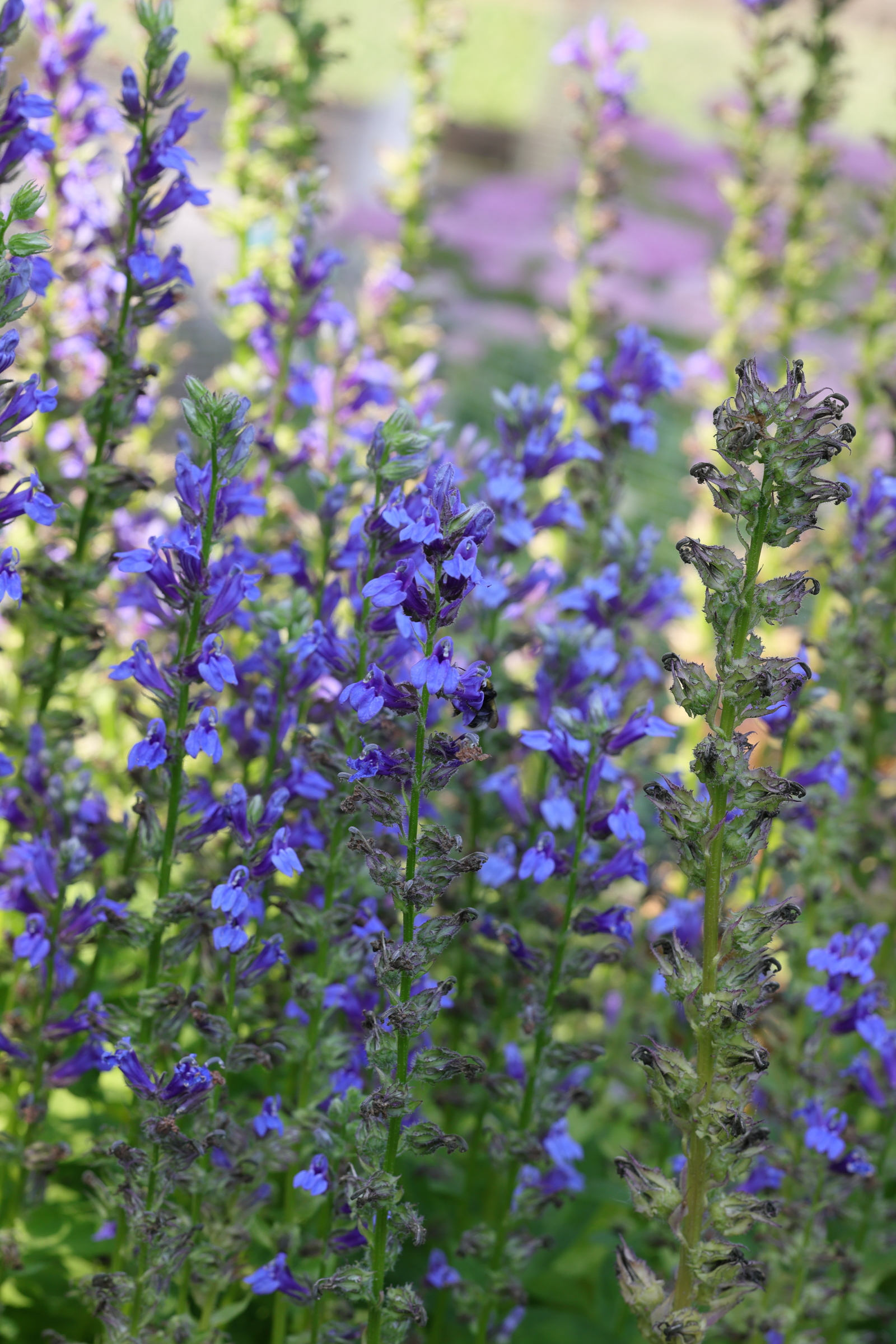 Afficher le média lobelia_inflata1md lobelia_inflata1md