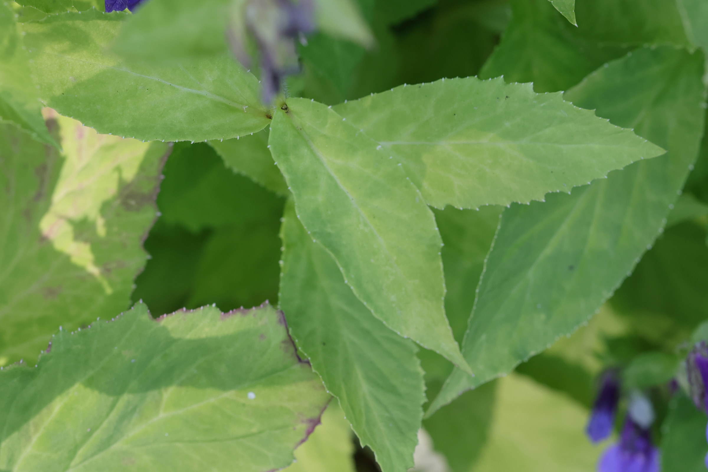 Afficher le média lobelia_inflata2md lobelia_inflata2md