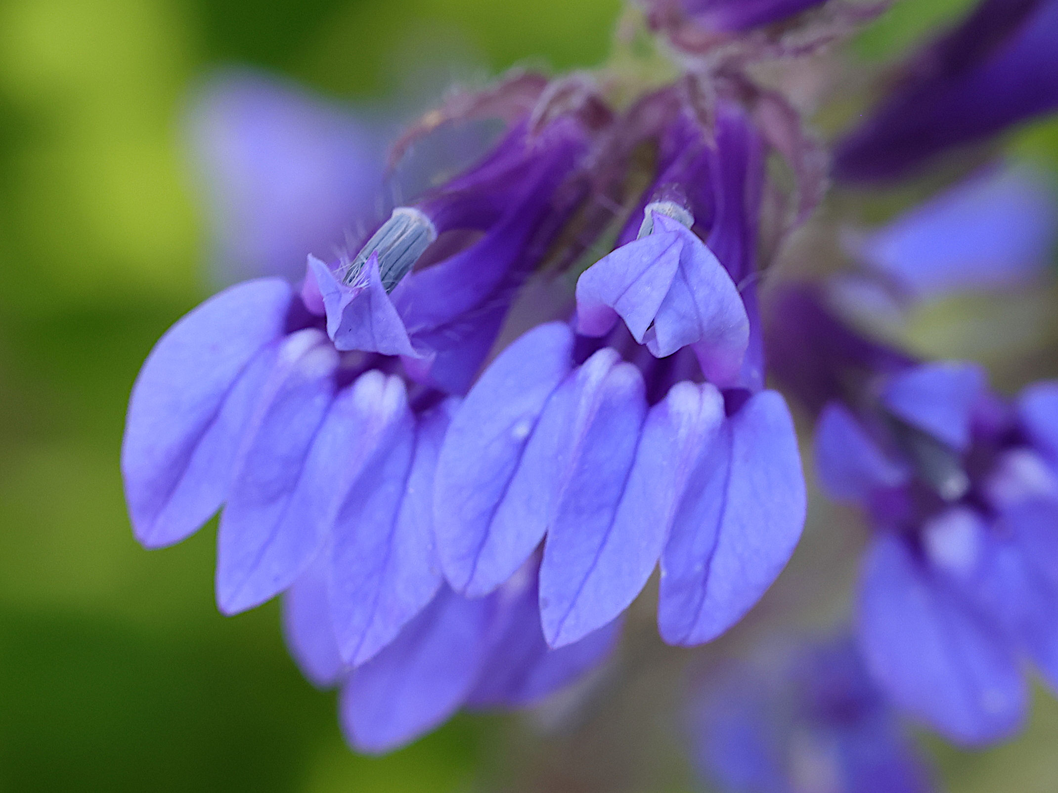 Afficher le média lobelia_inflata3md lobelia_inflata3md