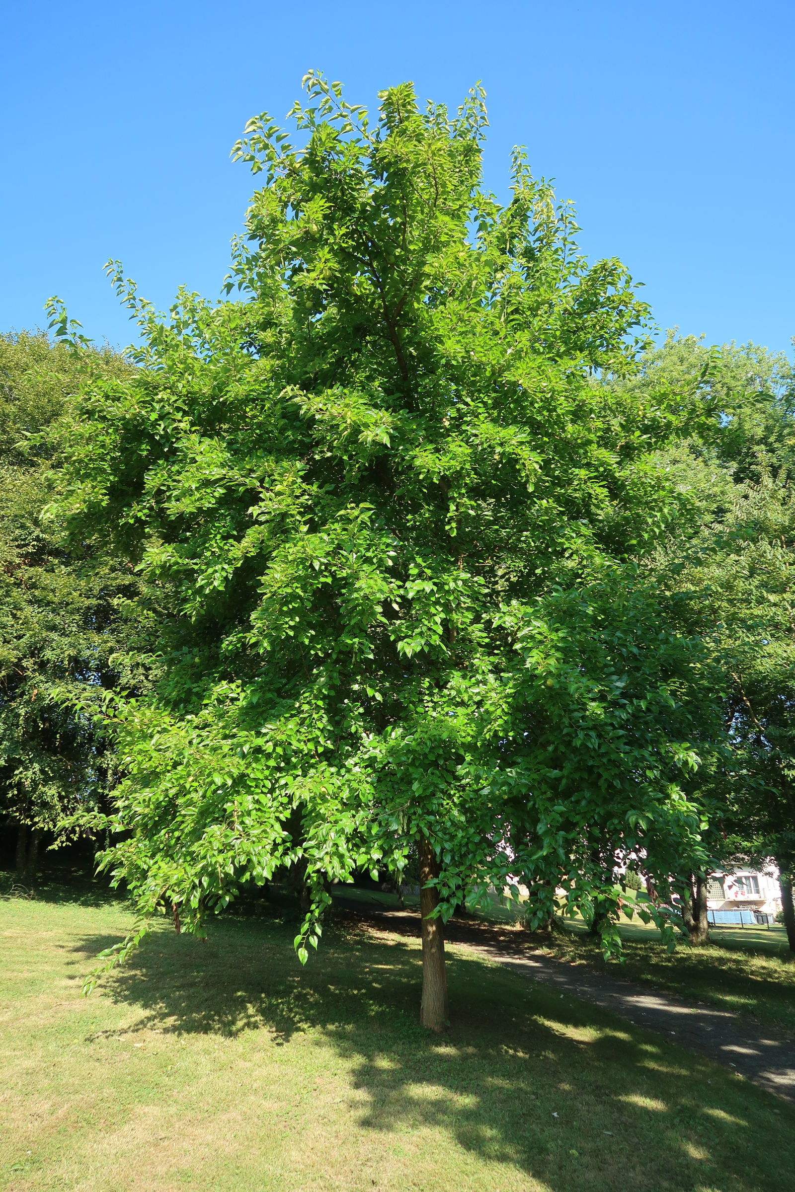 Afficher le média maclura_pomifera1md maclura_pomifera1md