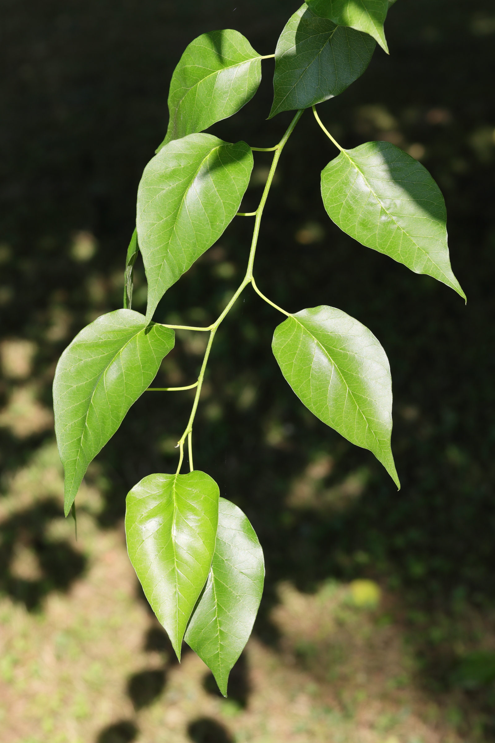 Afficher le média maclura_pomifera4md maclura_pomifera4md