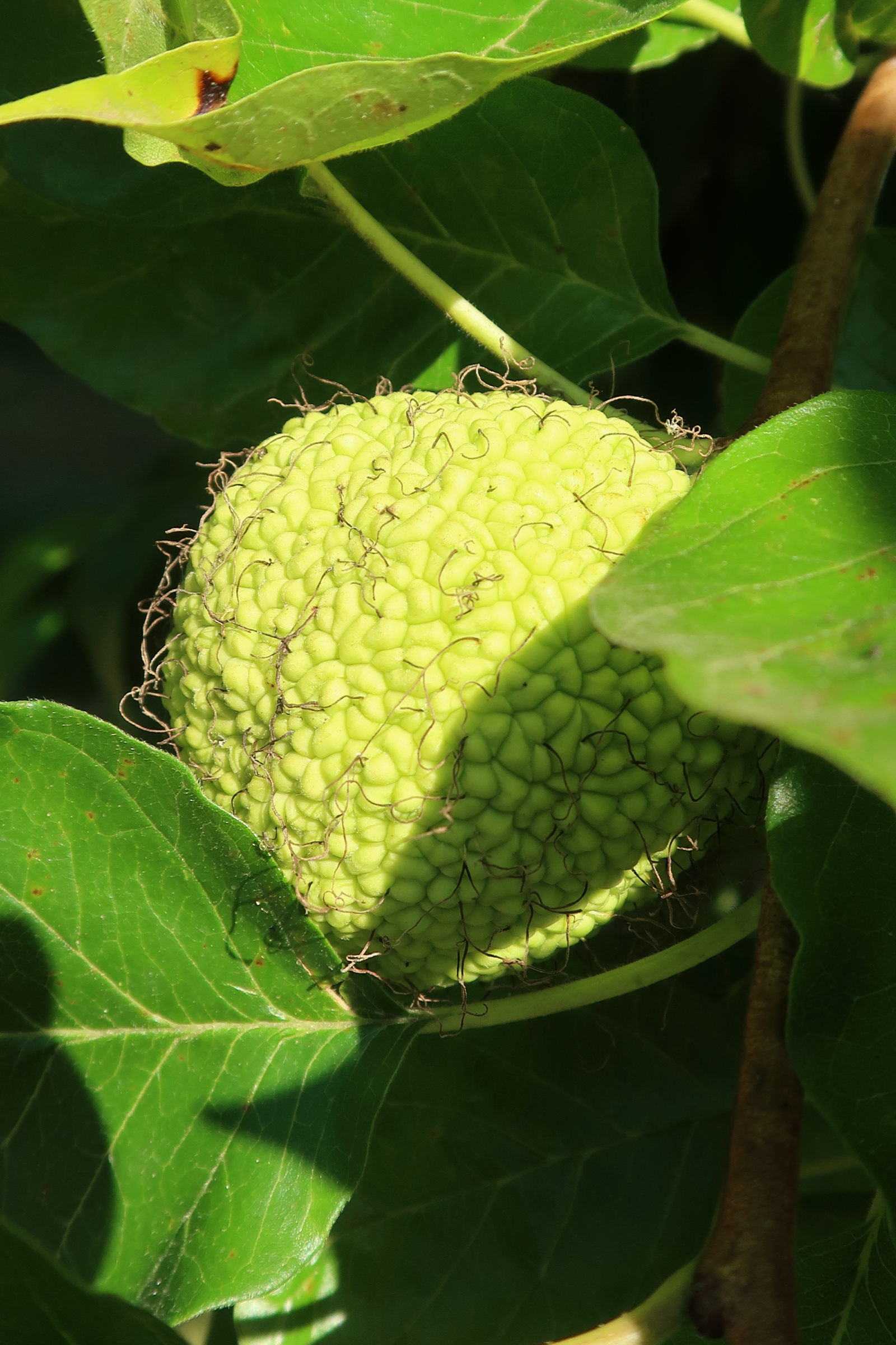 Afficher le média maclura_pomifera5md maclura_pomifera5md