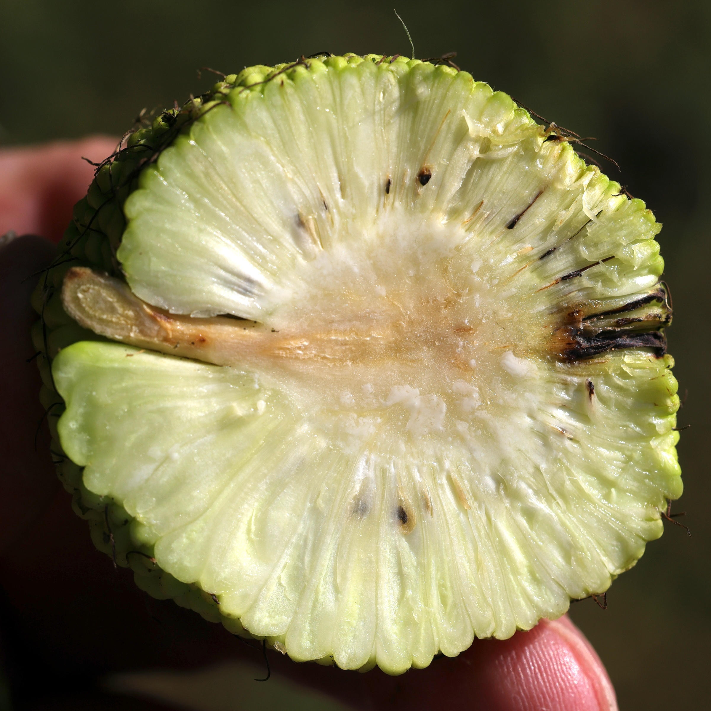 Afficher le média maclura_pomifera6md maclura_pomifera6md