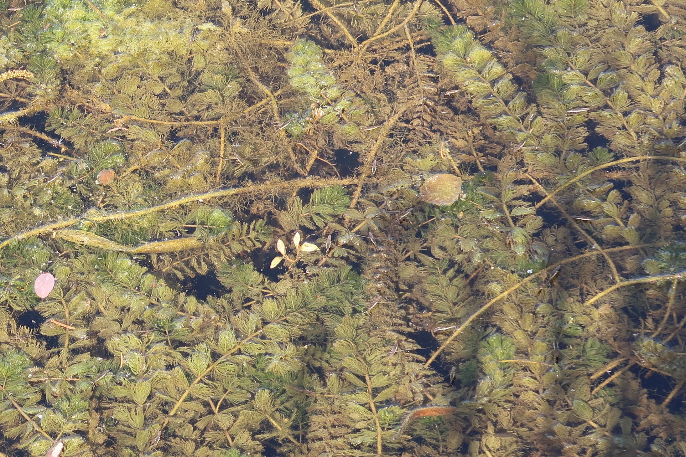 myriophyllum_spicatum6md