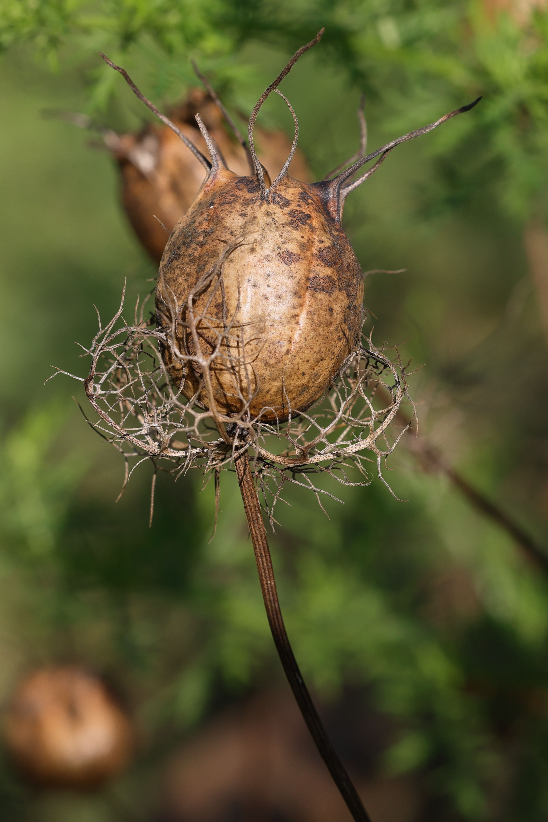 nigella_damascena10md