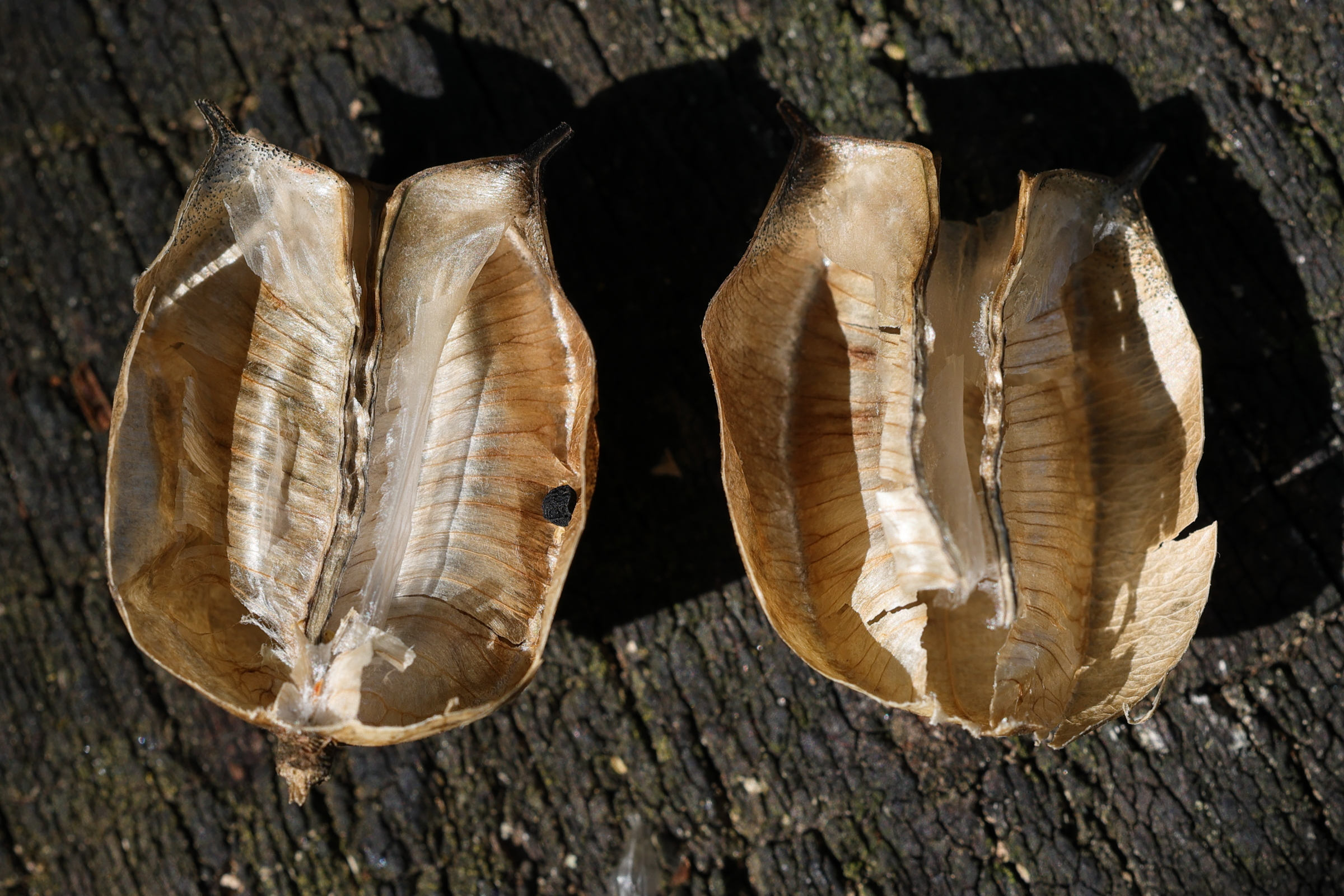 nigella_damascina11md