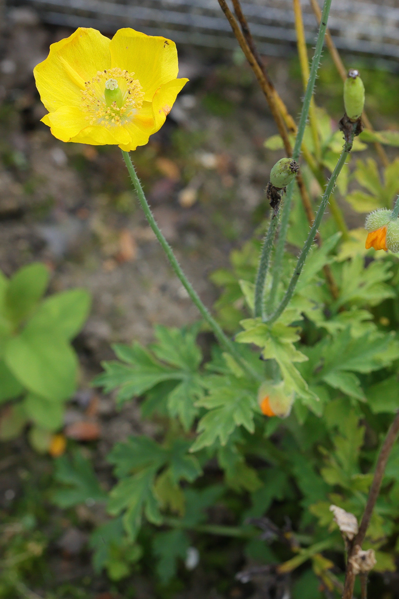 Afficher le média papaver_croceum3md papaver_croceum3md