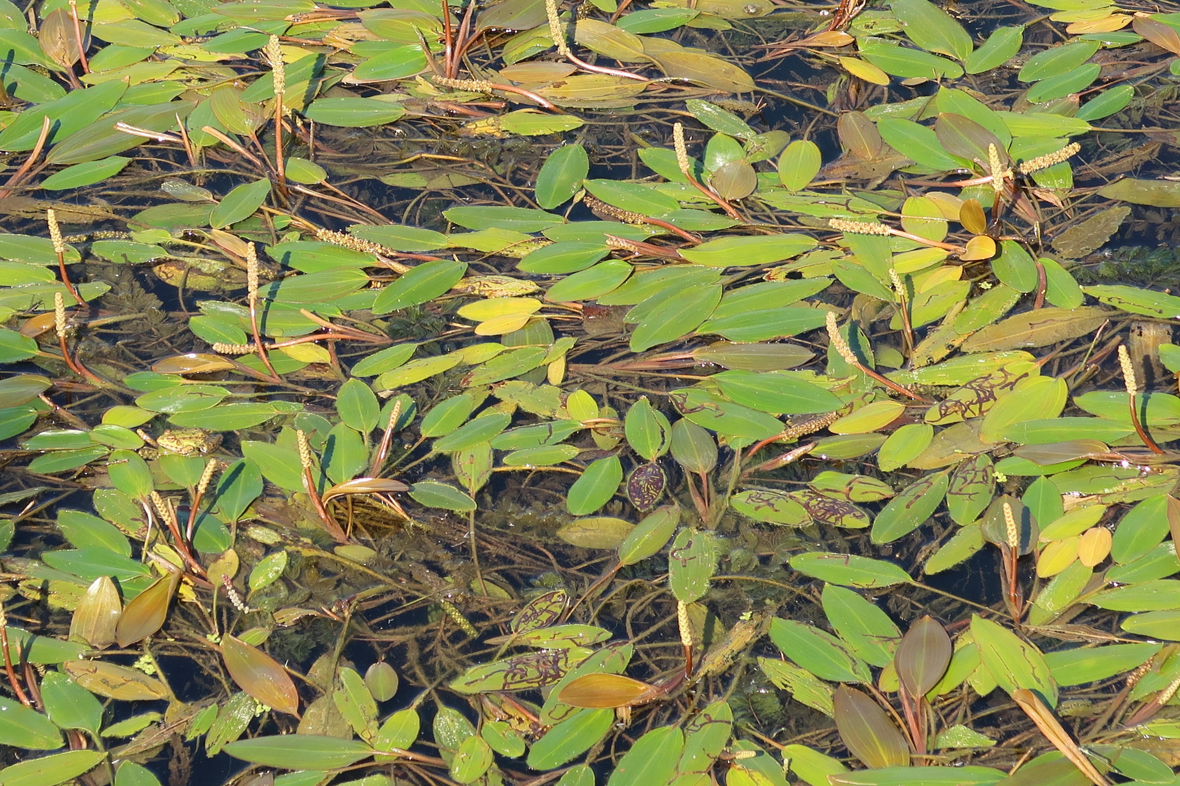 potamogeton_nodosus1md