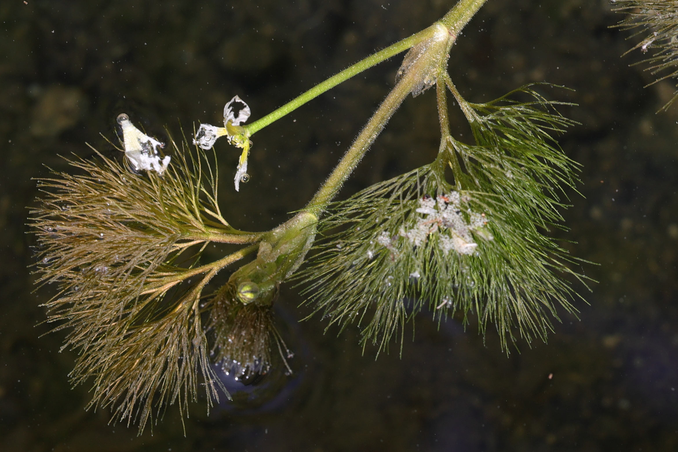 Afficher le média ranunculus_trichophyllus7md ranunculus_trichophyllus7md